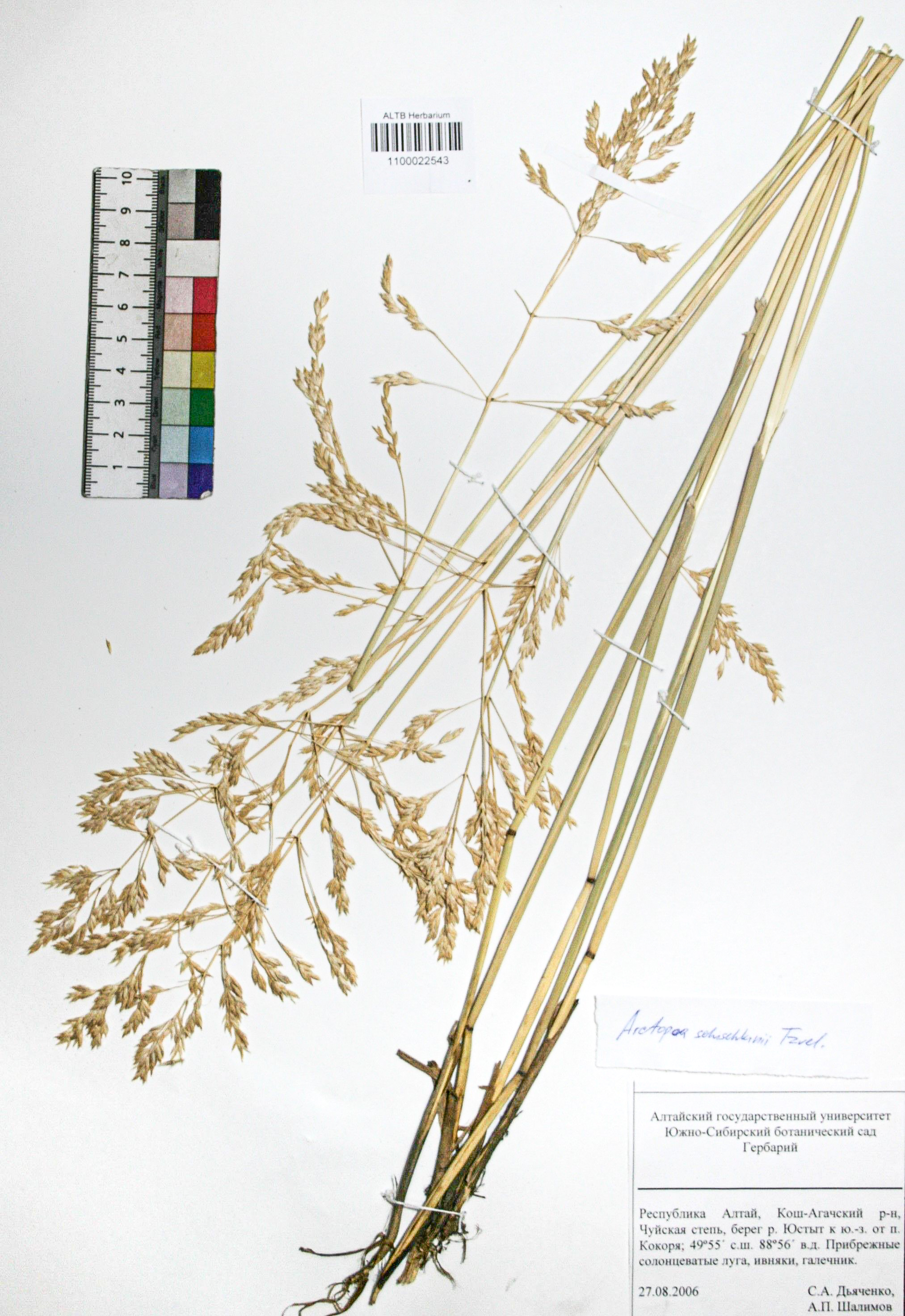 Arctopoa schischkinii (Tzvelev) Prob.