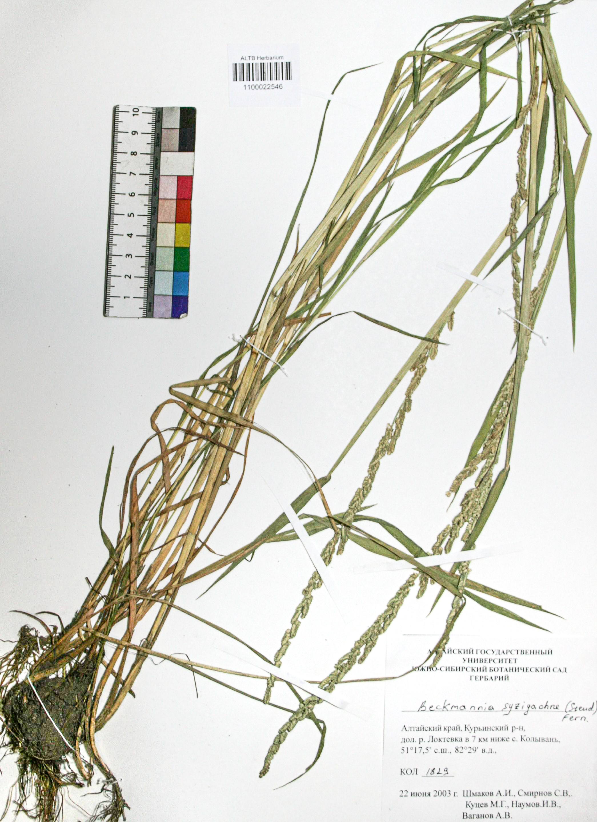 Beckmannia syzigachne (Steud.) Fern.