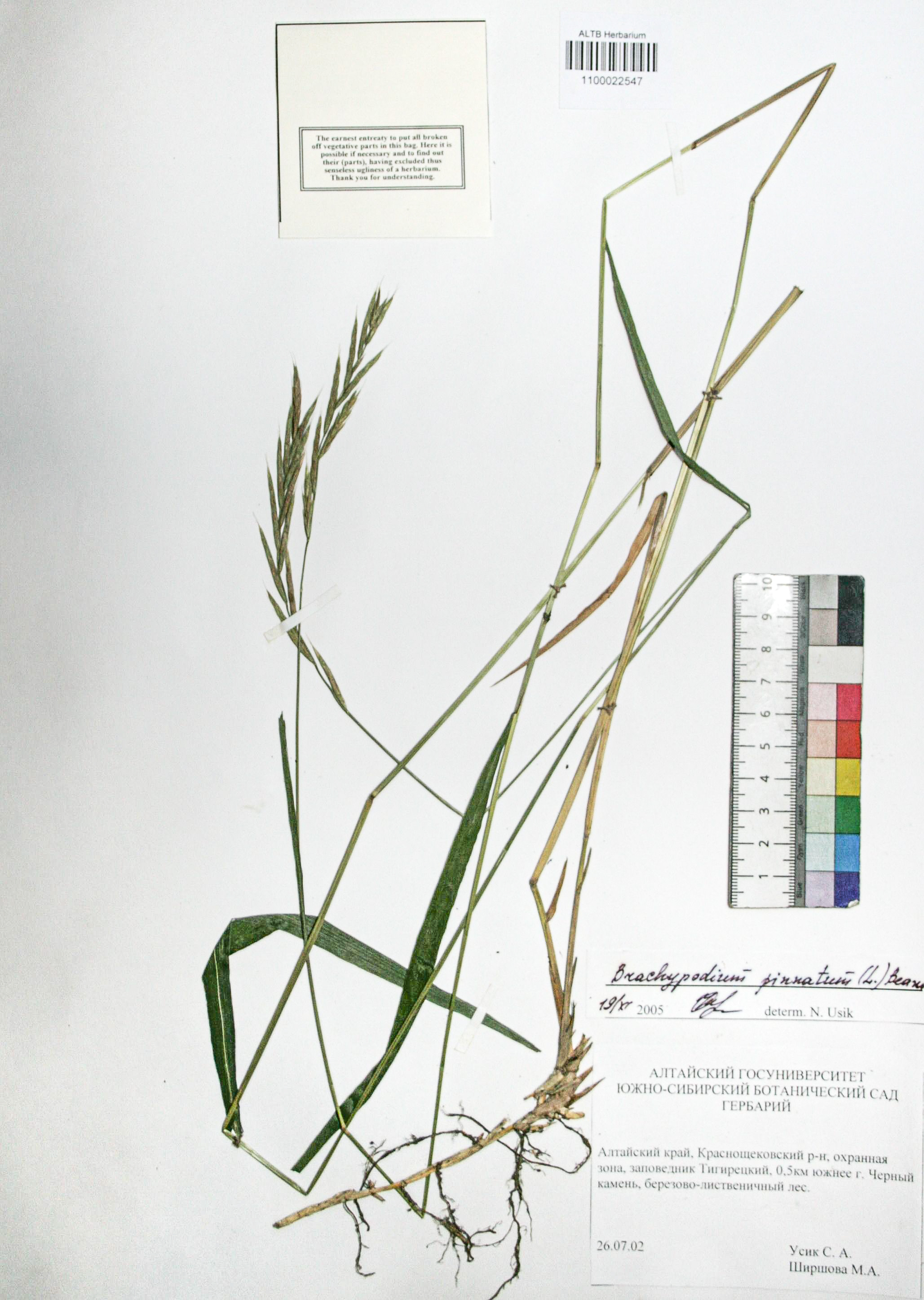 Brachypodium pinnatum (L.) Beauv. 