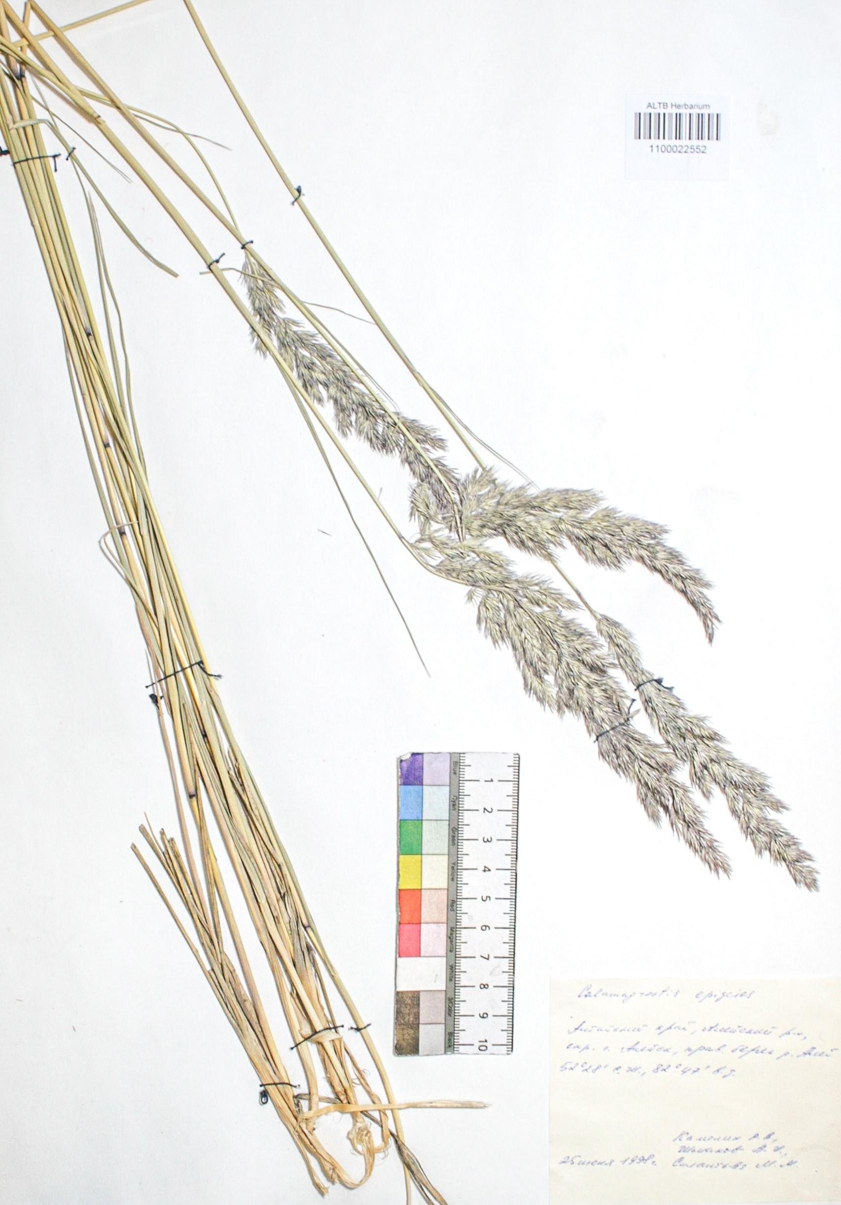 Calamagrostis epigejos (L.) Roth