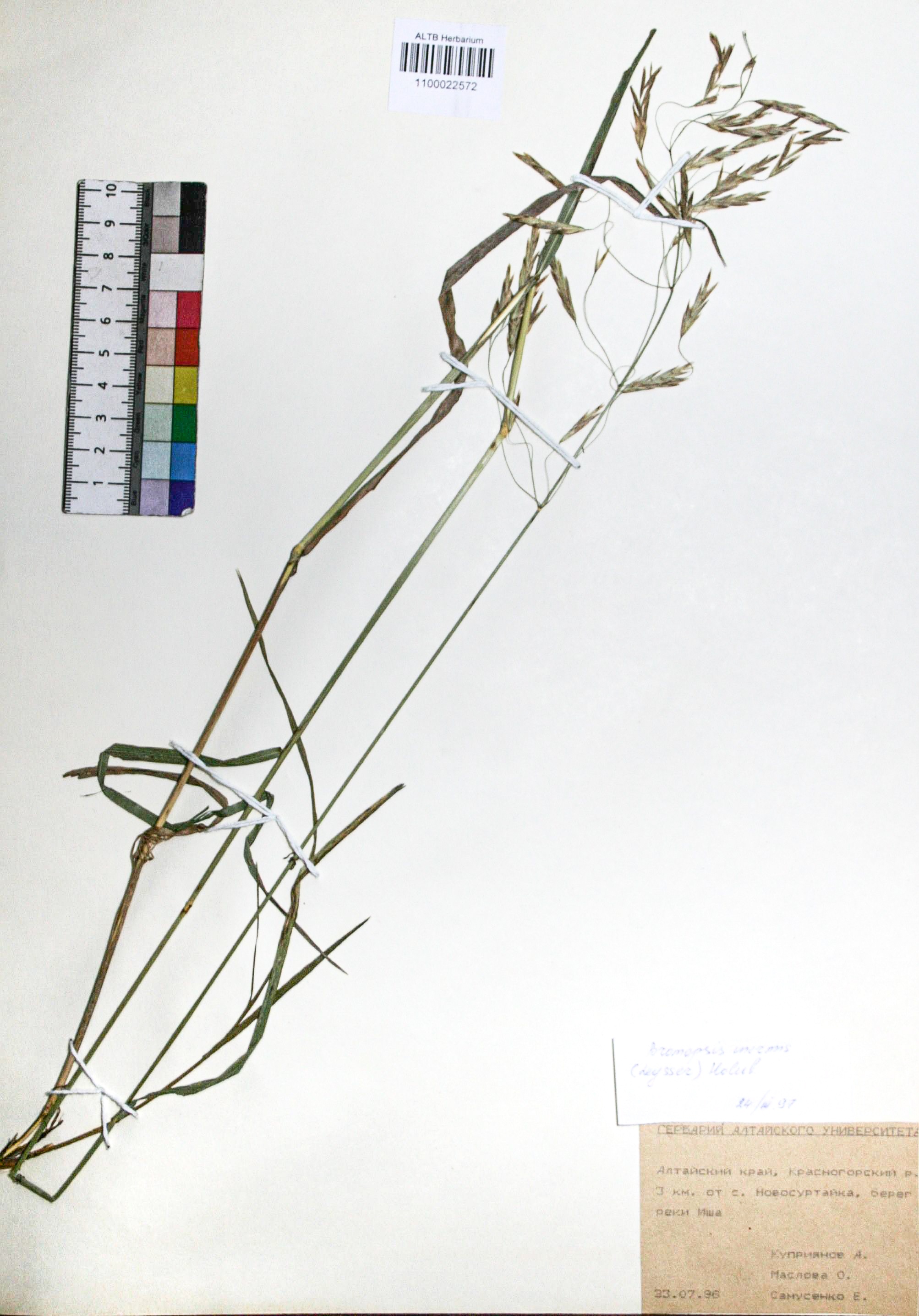 Bromopsis inermis (Leyss.) Holub. 