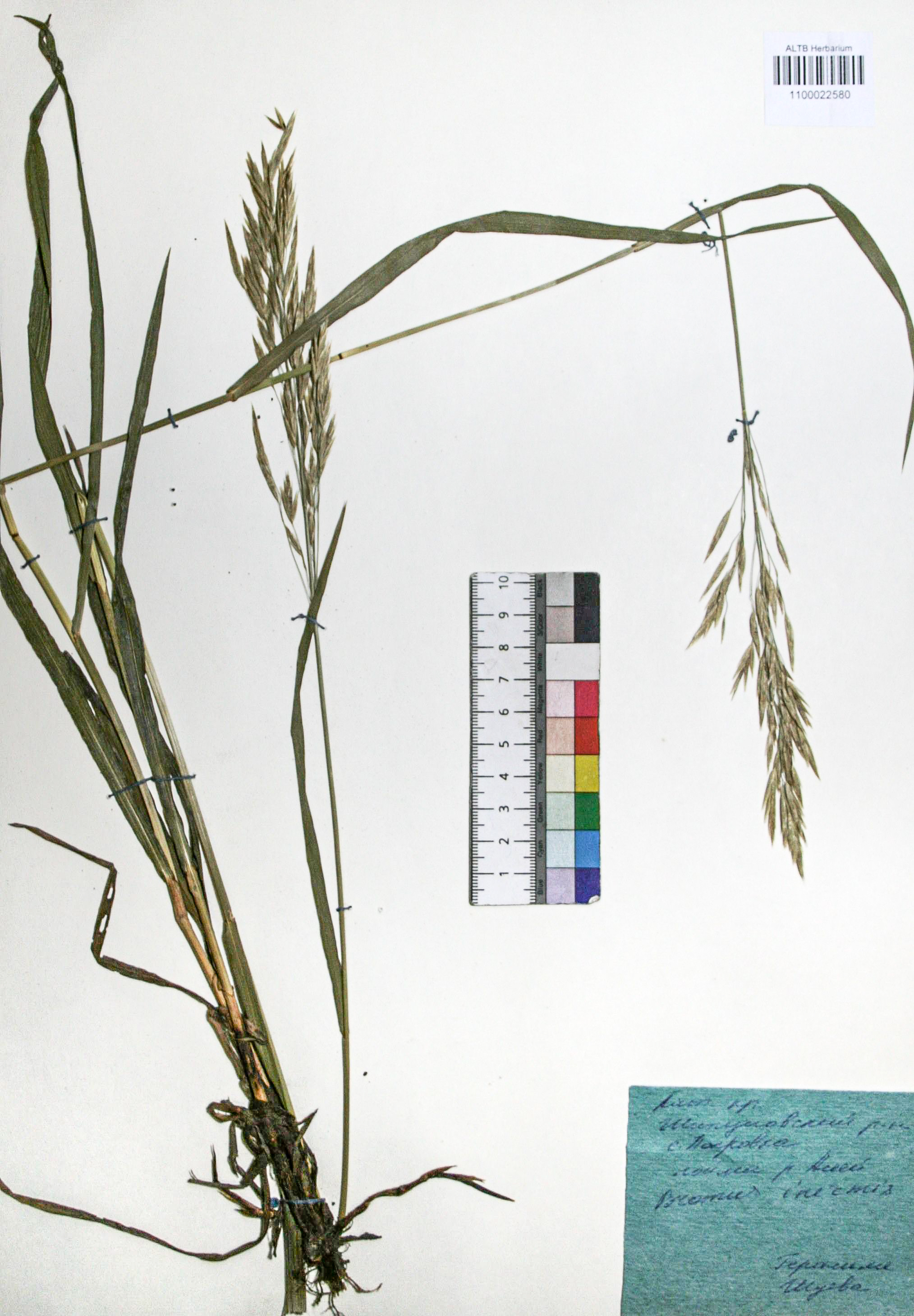 Bromopsis inermis (Leyss.) Holub. 