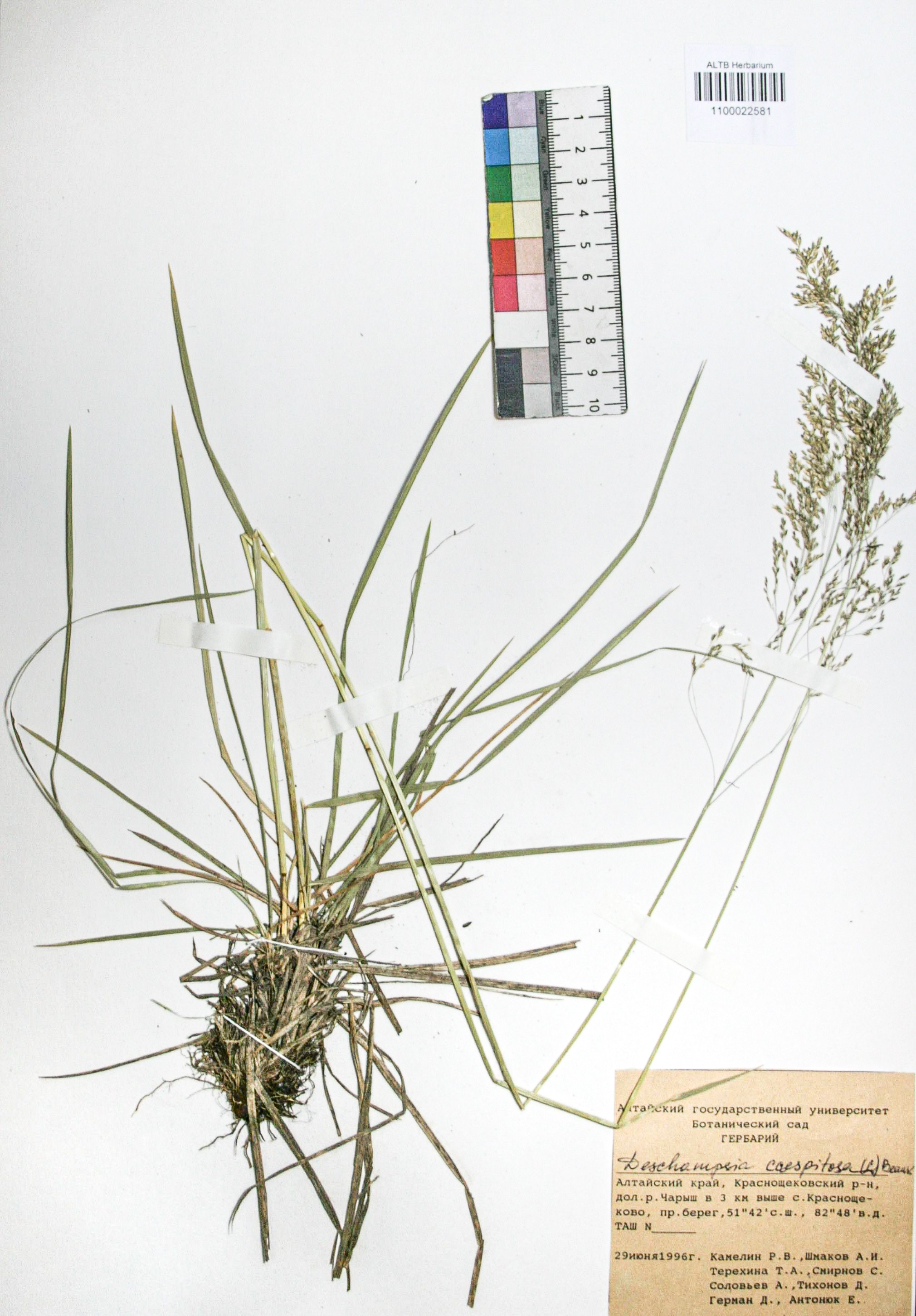 Deschampsia caespitosa (L.) Beauv.