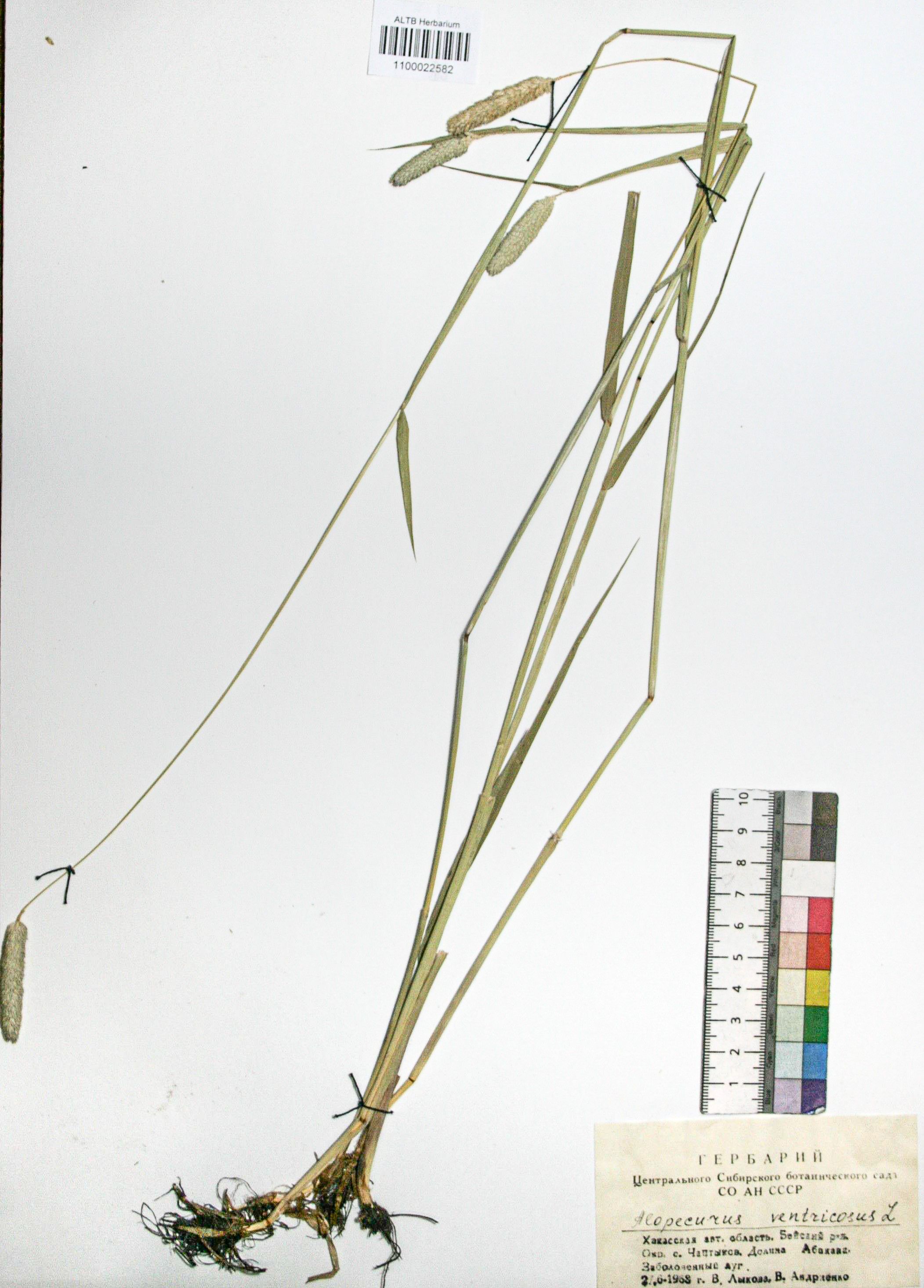 Alopecurus ventricosus Pers.