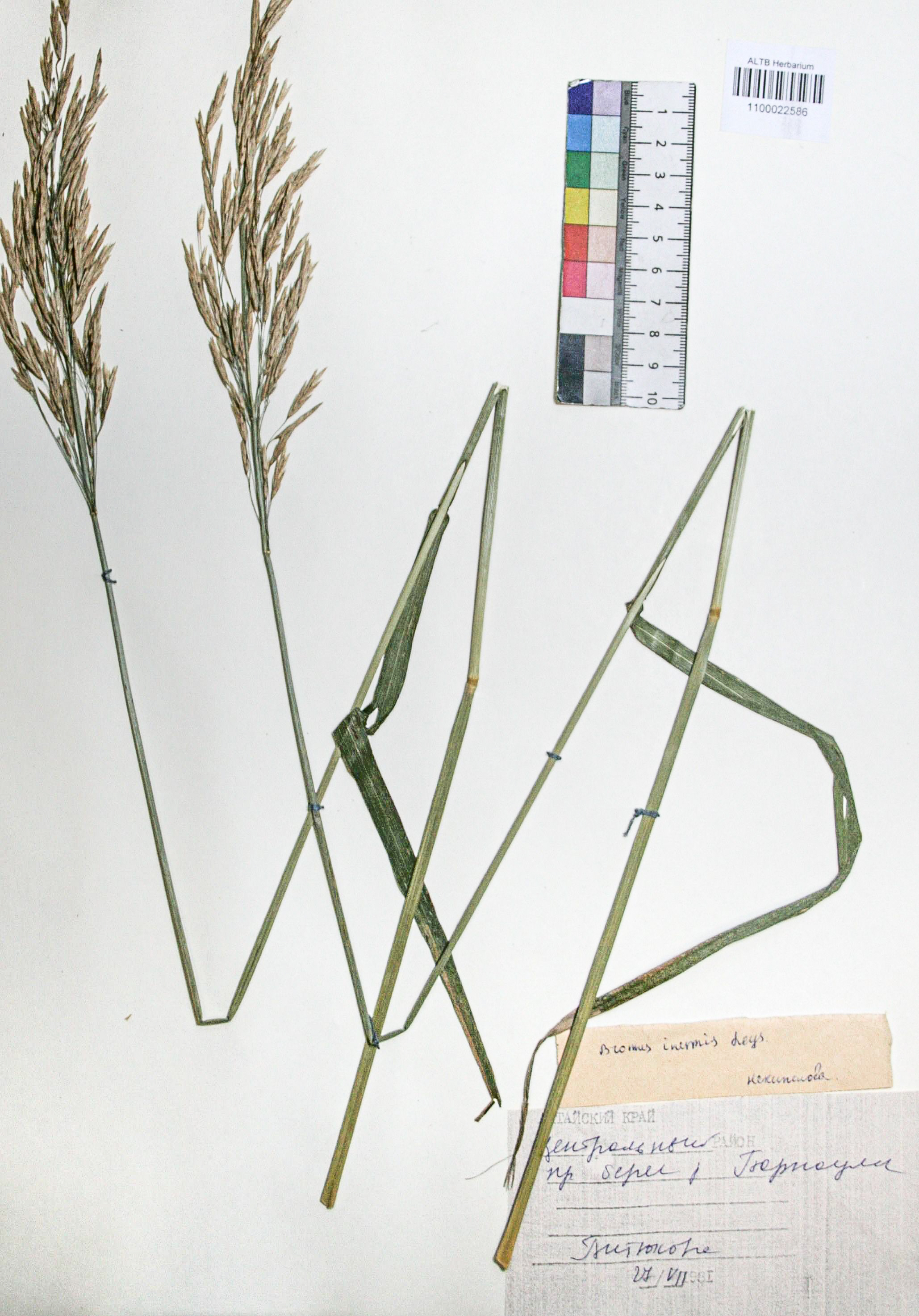 Bromopsis inermis (Leyss.) Holub. 