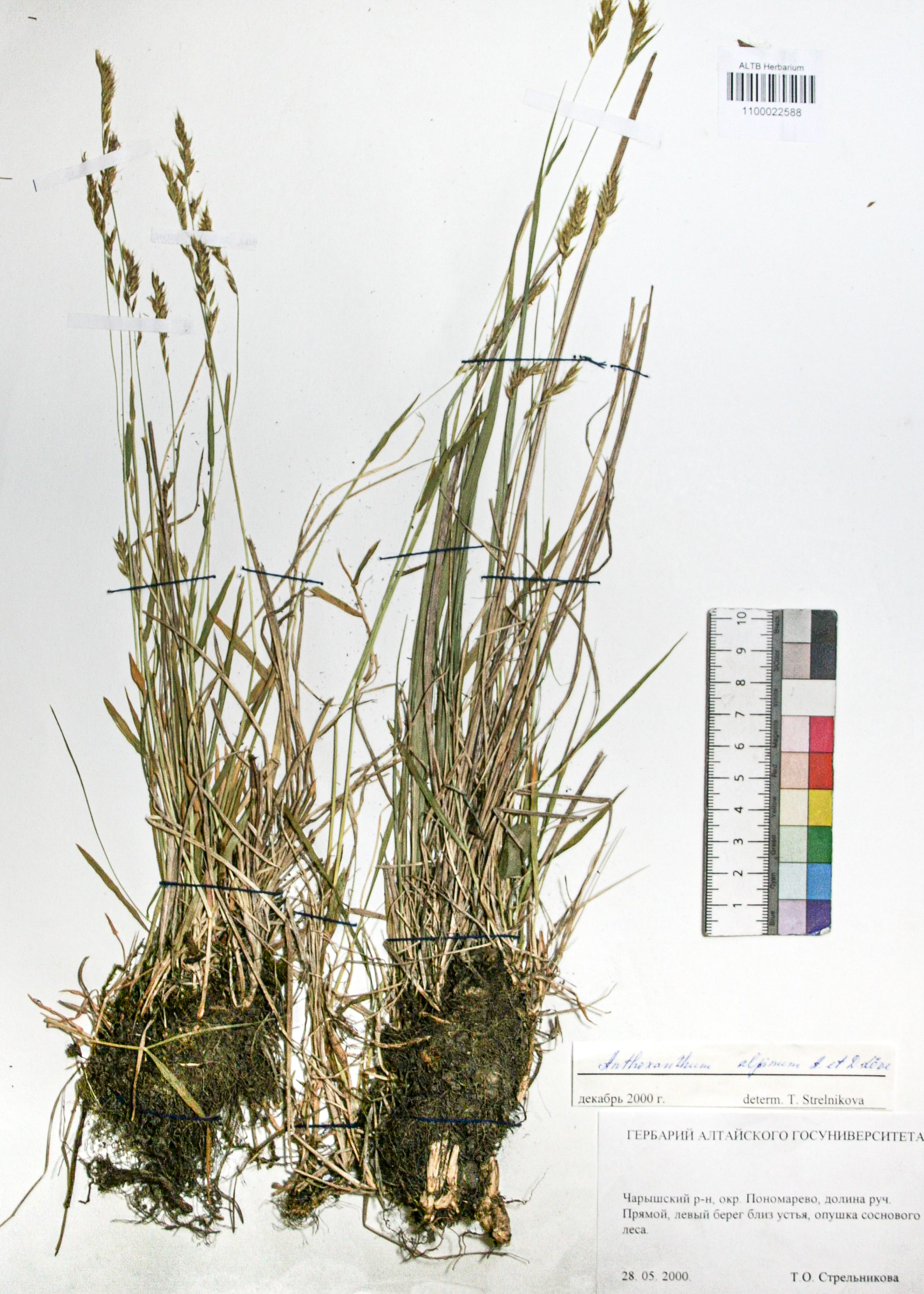 Anthoxanthum alpinum Á. Löve & D. Löve