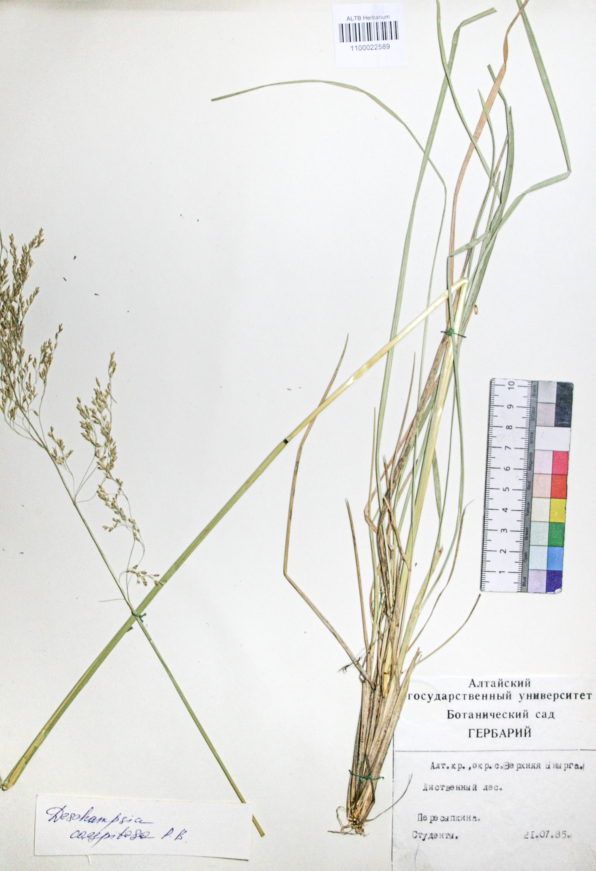 Deschampsia caespitosa (L.) Beauv.