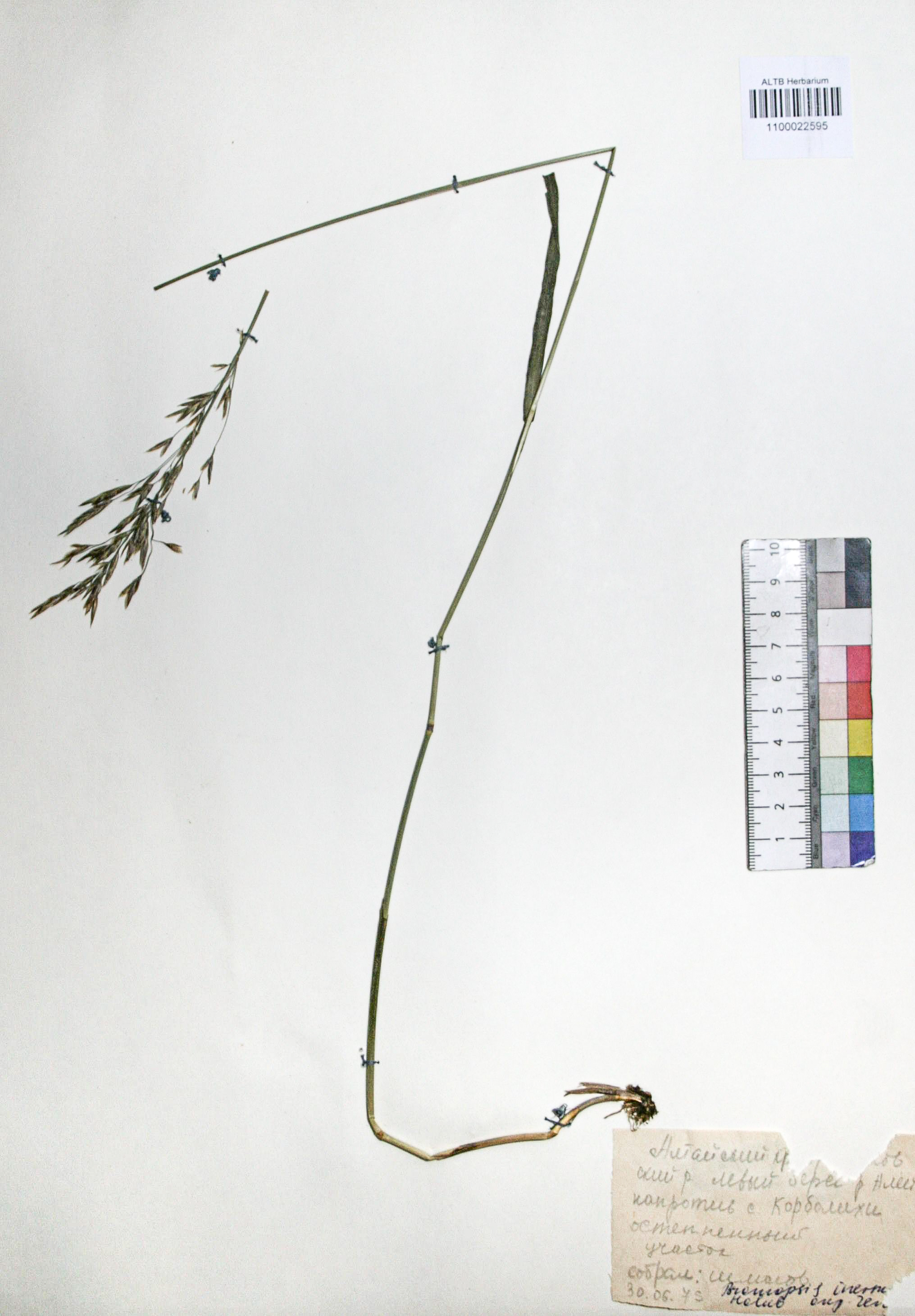 Bromopsis inermis (Leyss.) Holub. 