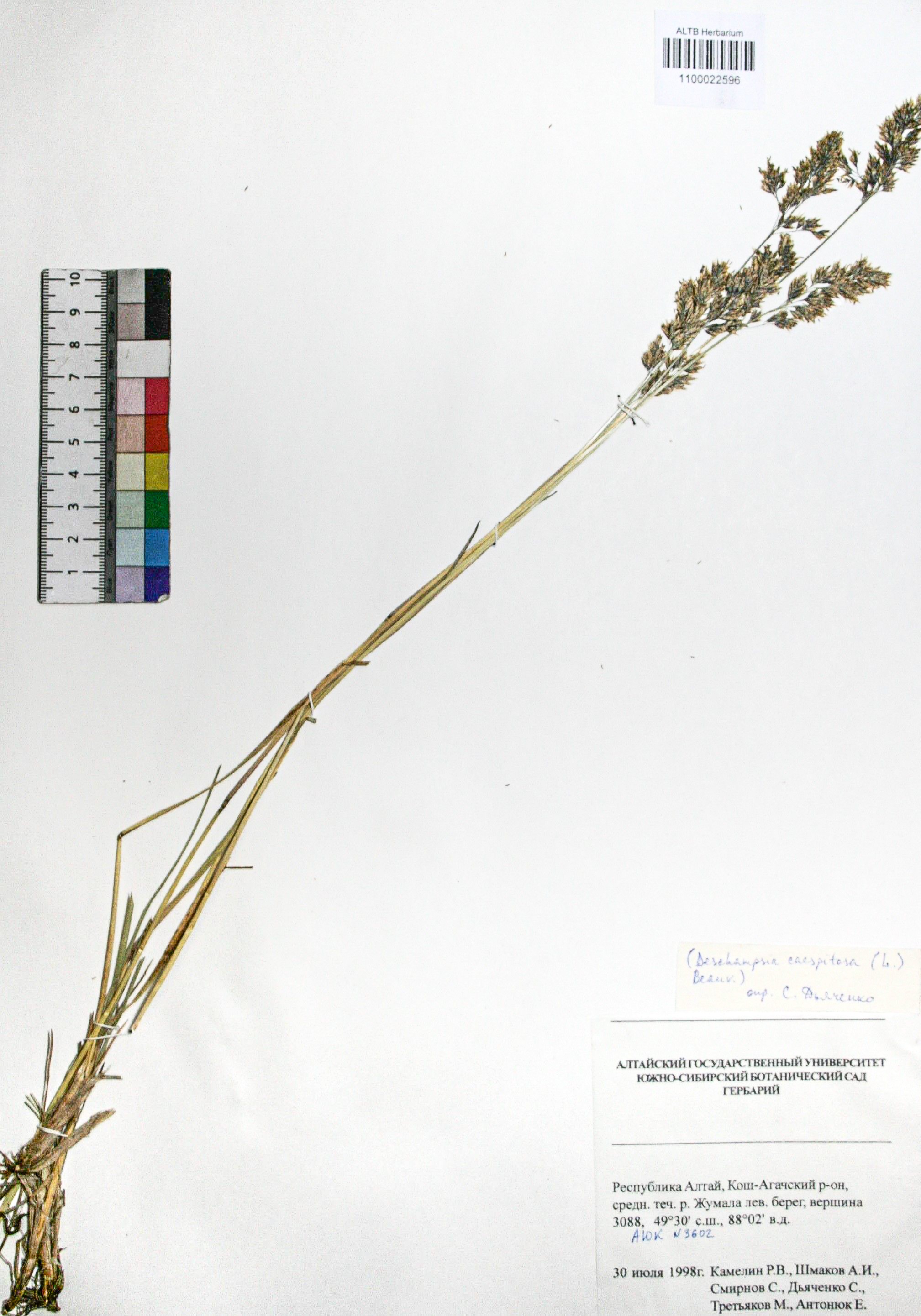 Deschampsia caespitosa (L.) Beauv.