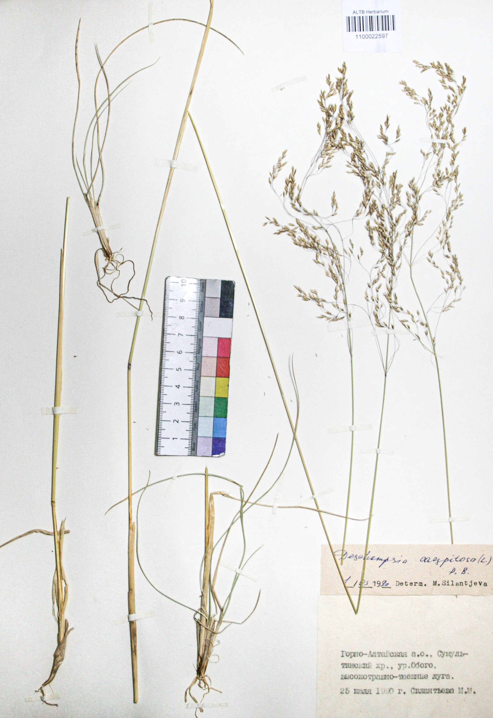 Deschampsia caespitosa (L.) Beauv.