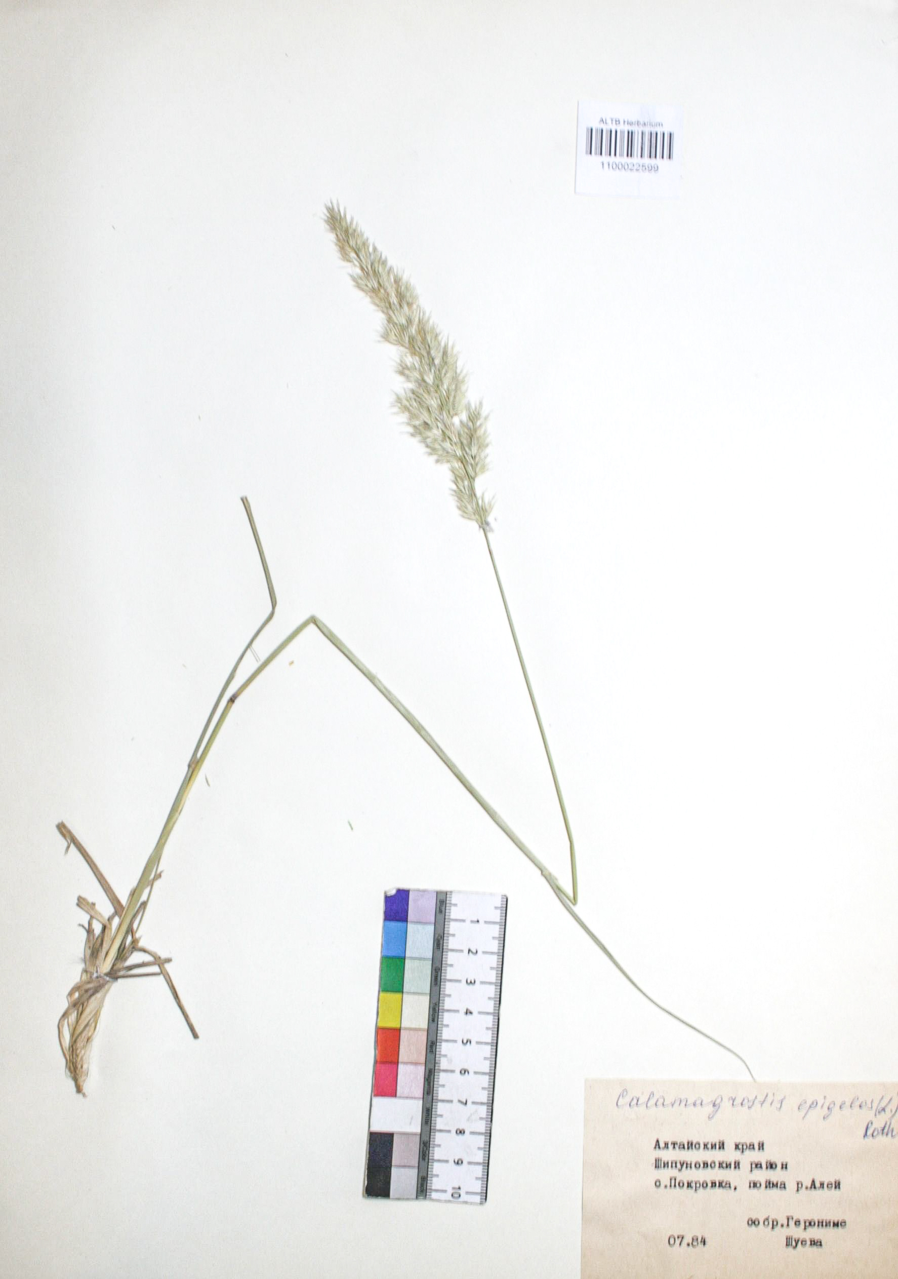 Calamagrostis epigejos (L.) Roth