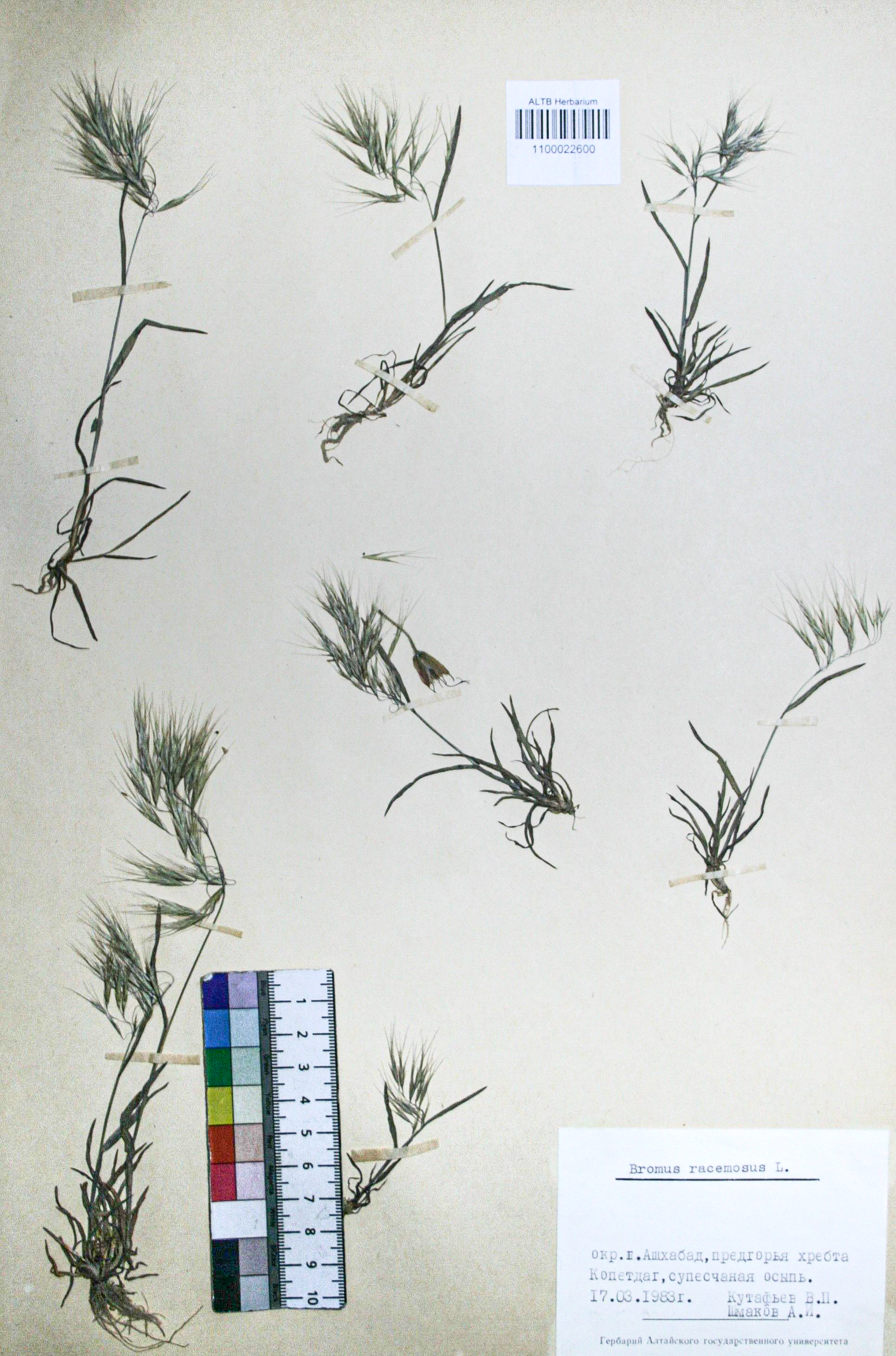 Bromus racemosus L.