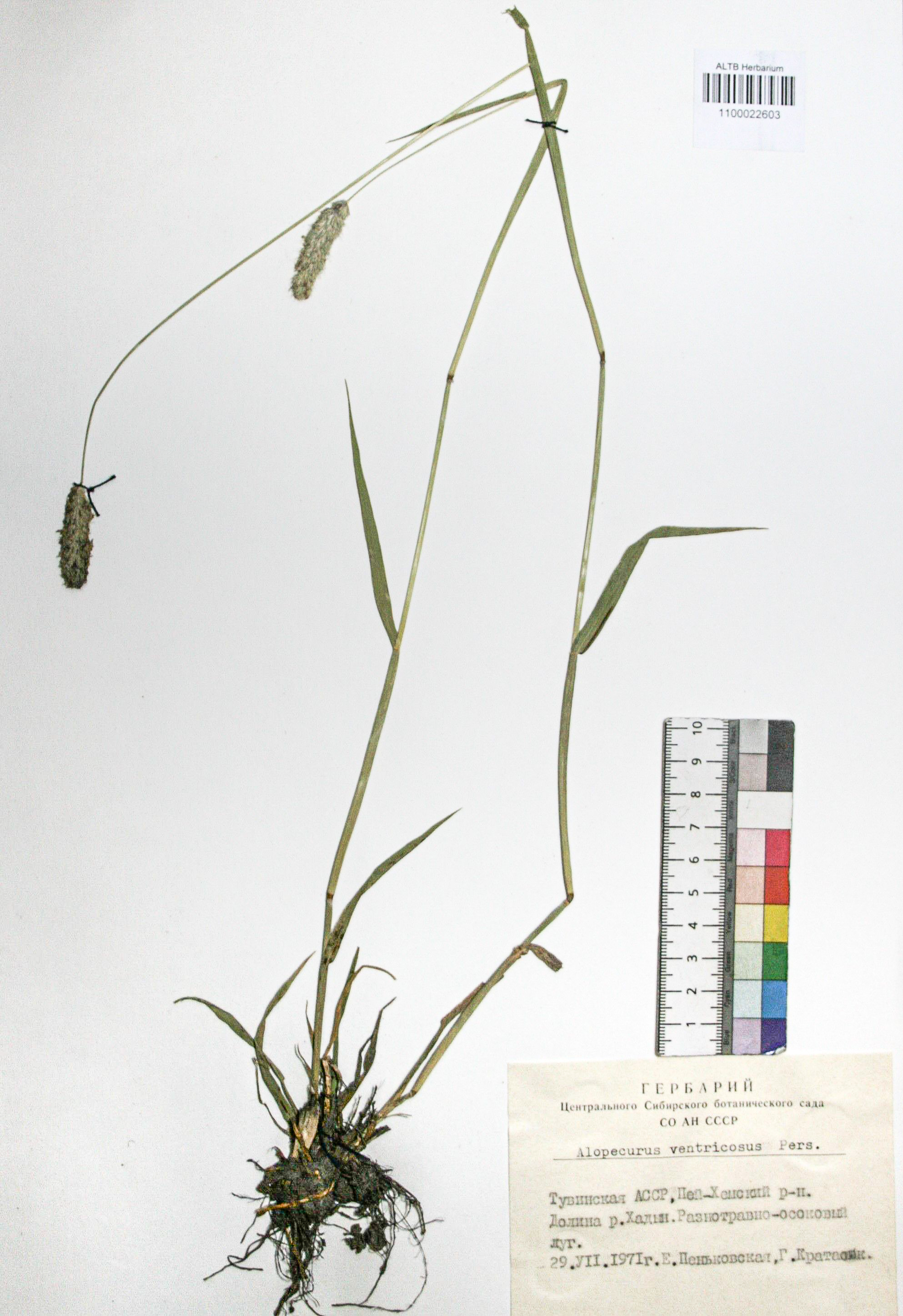 Alopecurus ventricosus Pers.