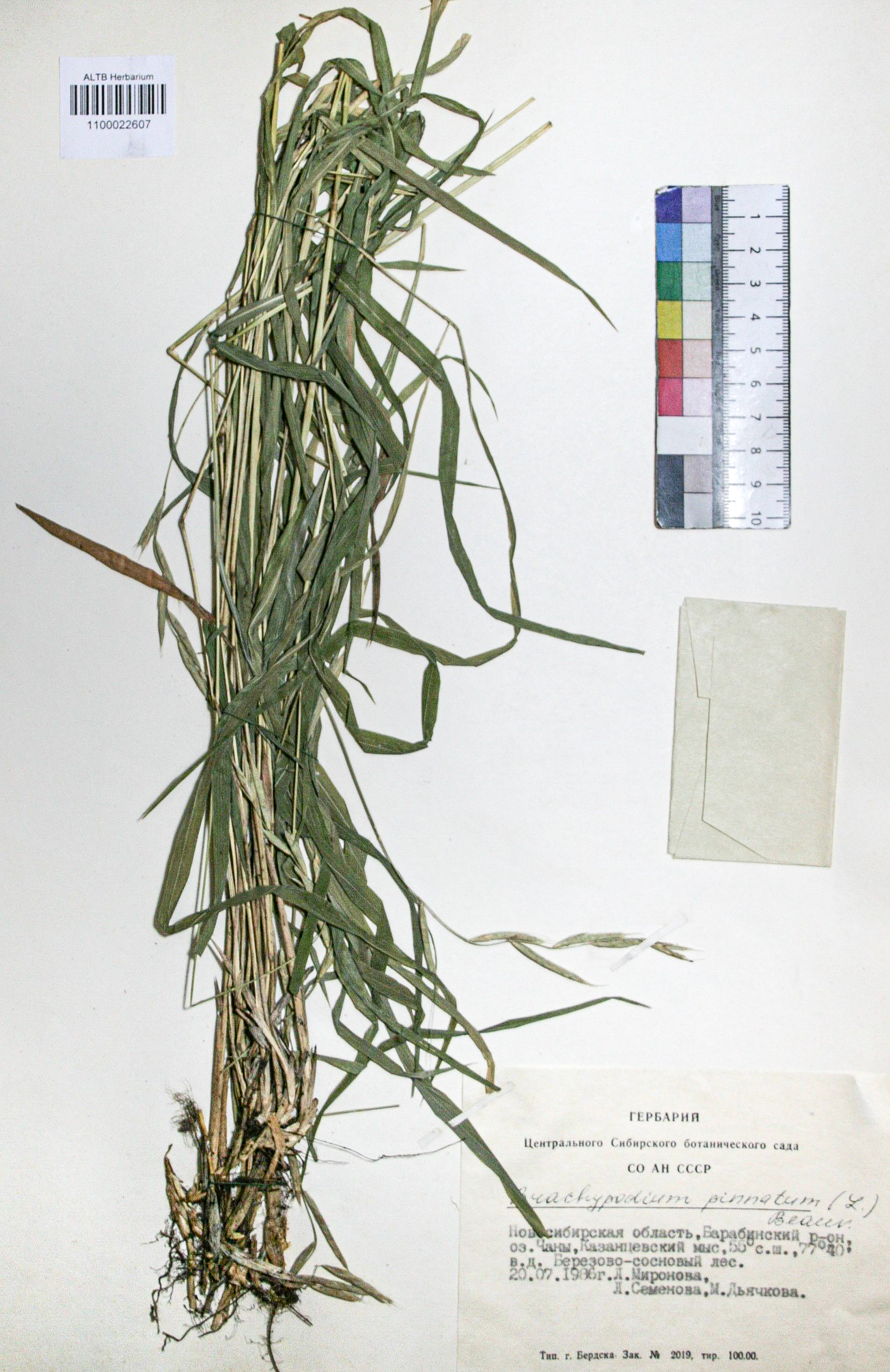 Brachypodium pinnatum (L.) Beauv. 