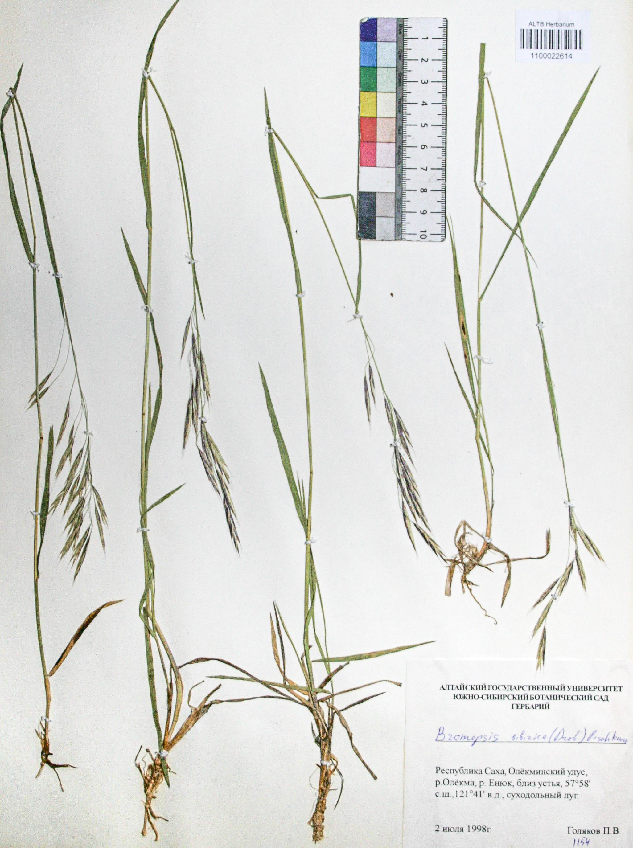 Bromopsis sibirica (Drobov) Peshkova.