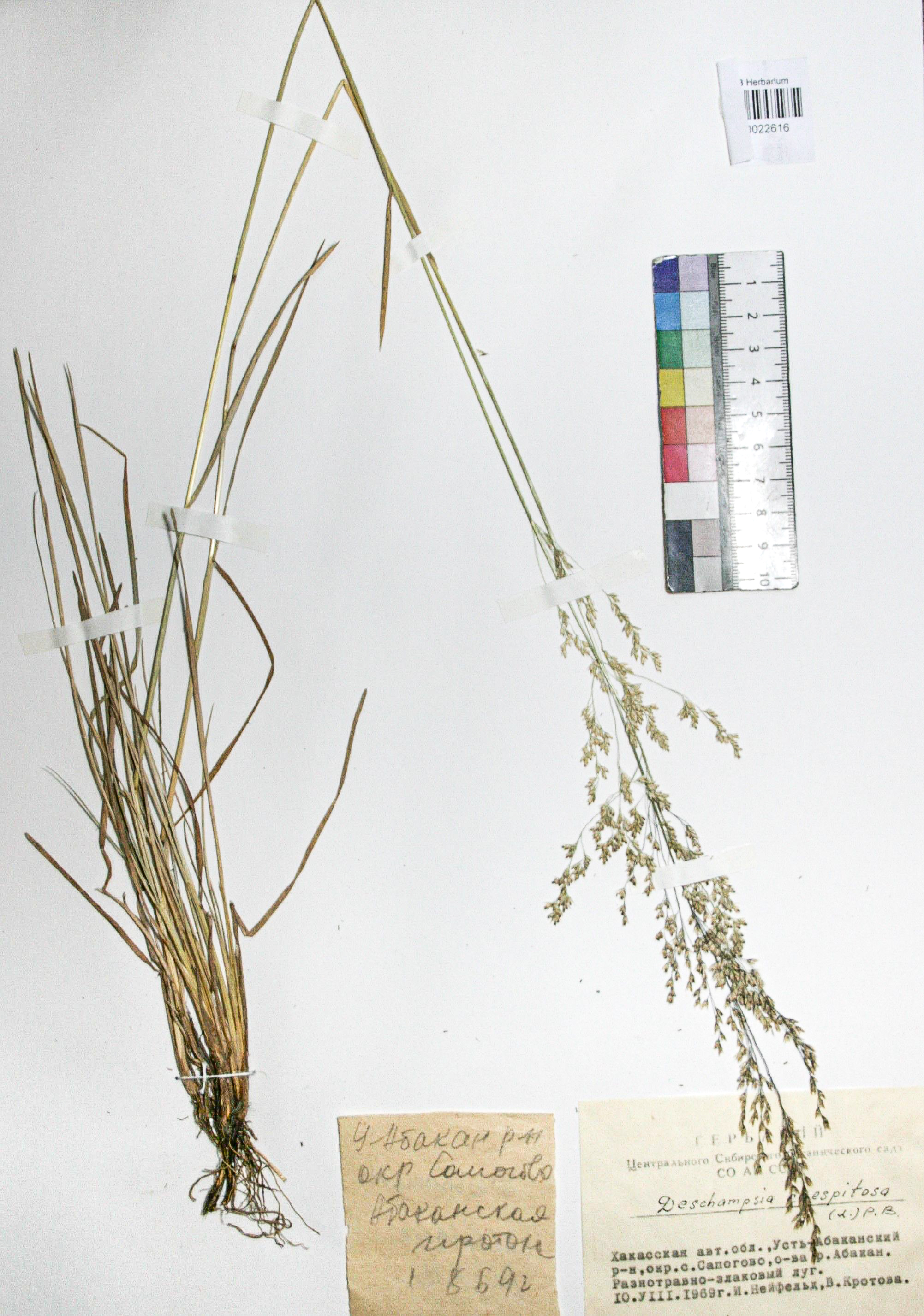 Deschampsia caespitosa (L.) Beauv.