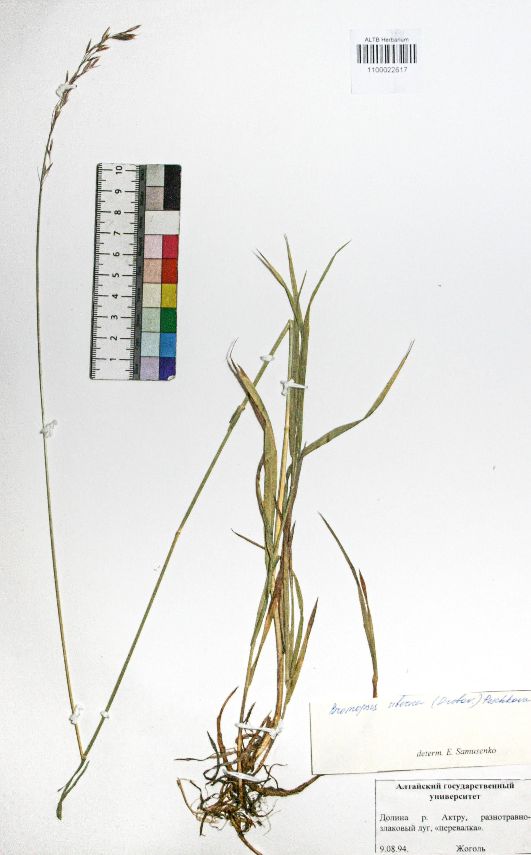 Bromopsis sibirica (Drobov) Peshkova.