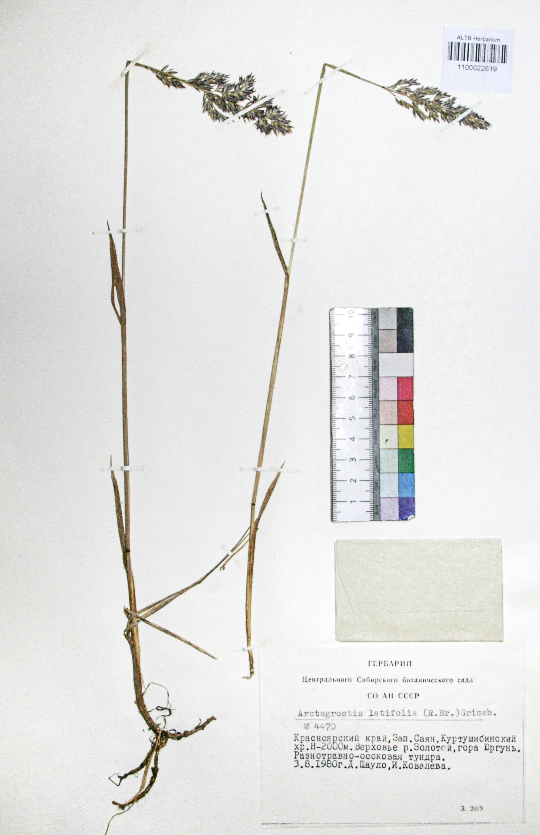 Arctagrostis latifolia (R. Br.) Crised.