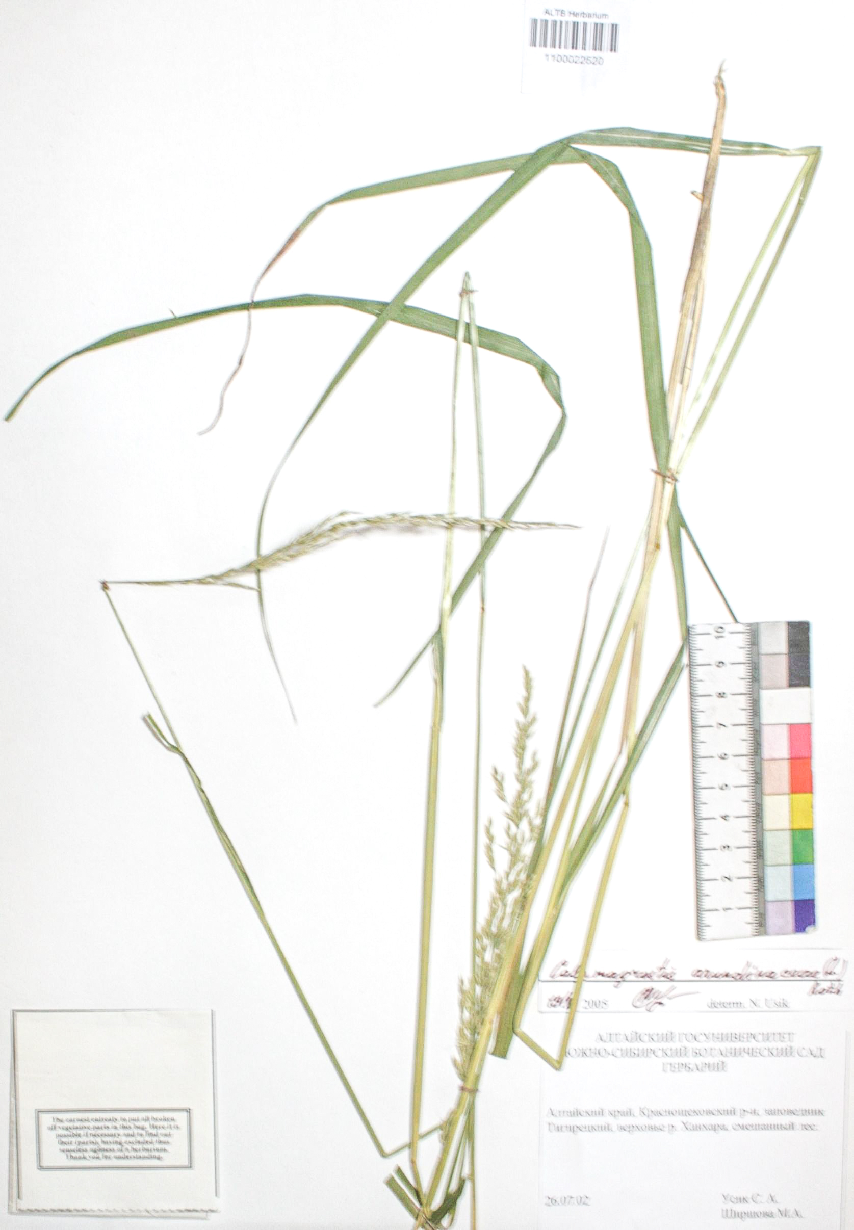 Calamagrostis arundinacea (L.) Roth