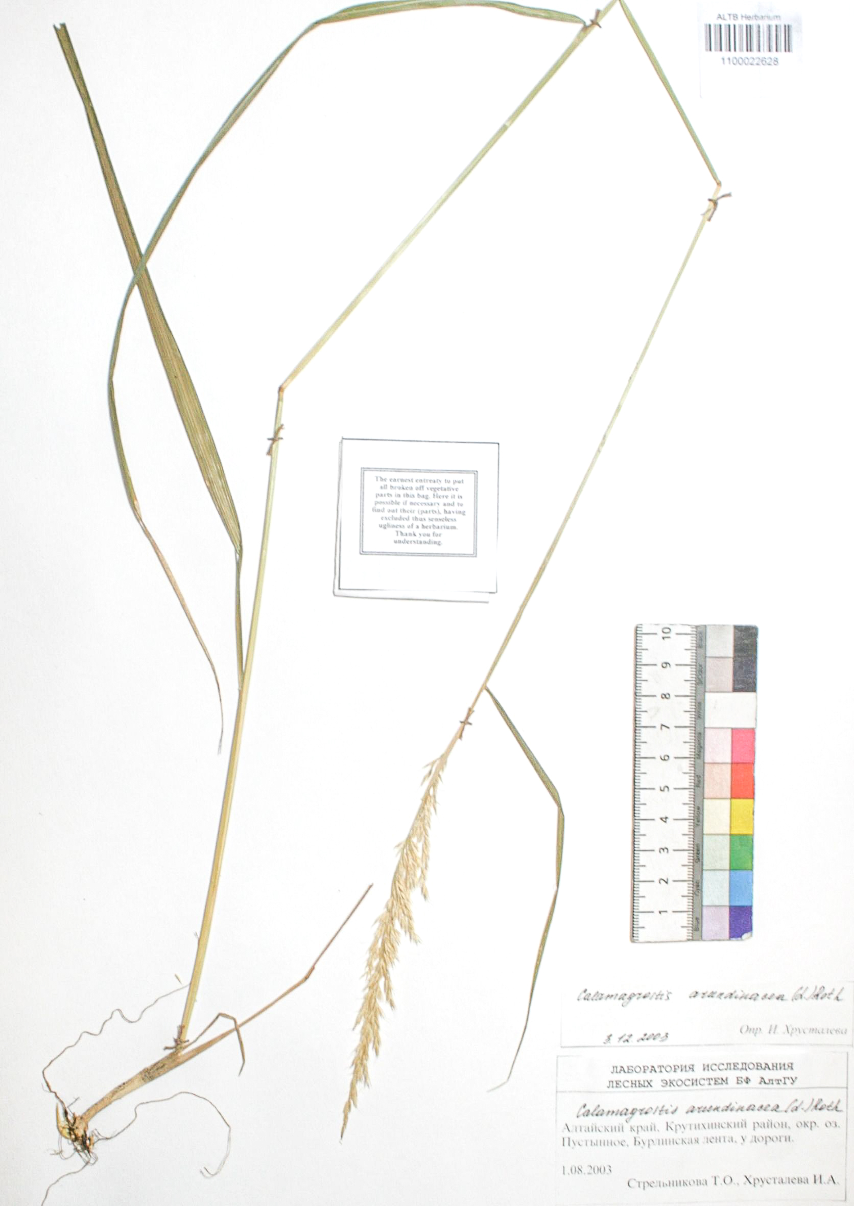 Calamagrostis arundinacea (L.) Roth