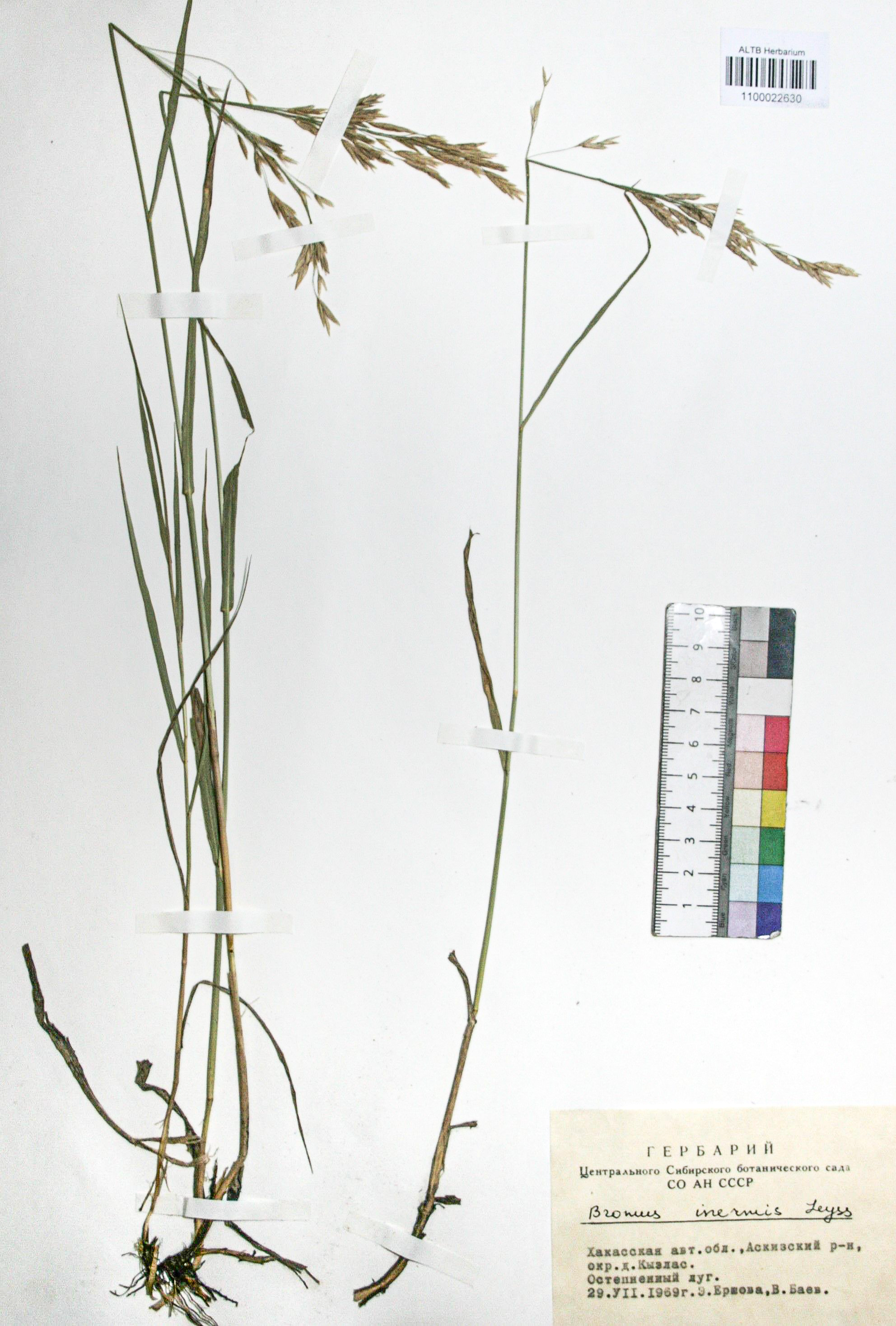 Bromopsis inermis (Leyss.) Holub. 