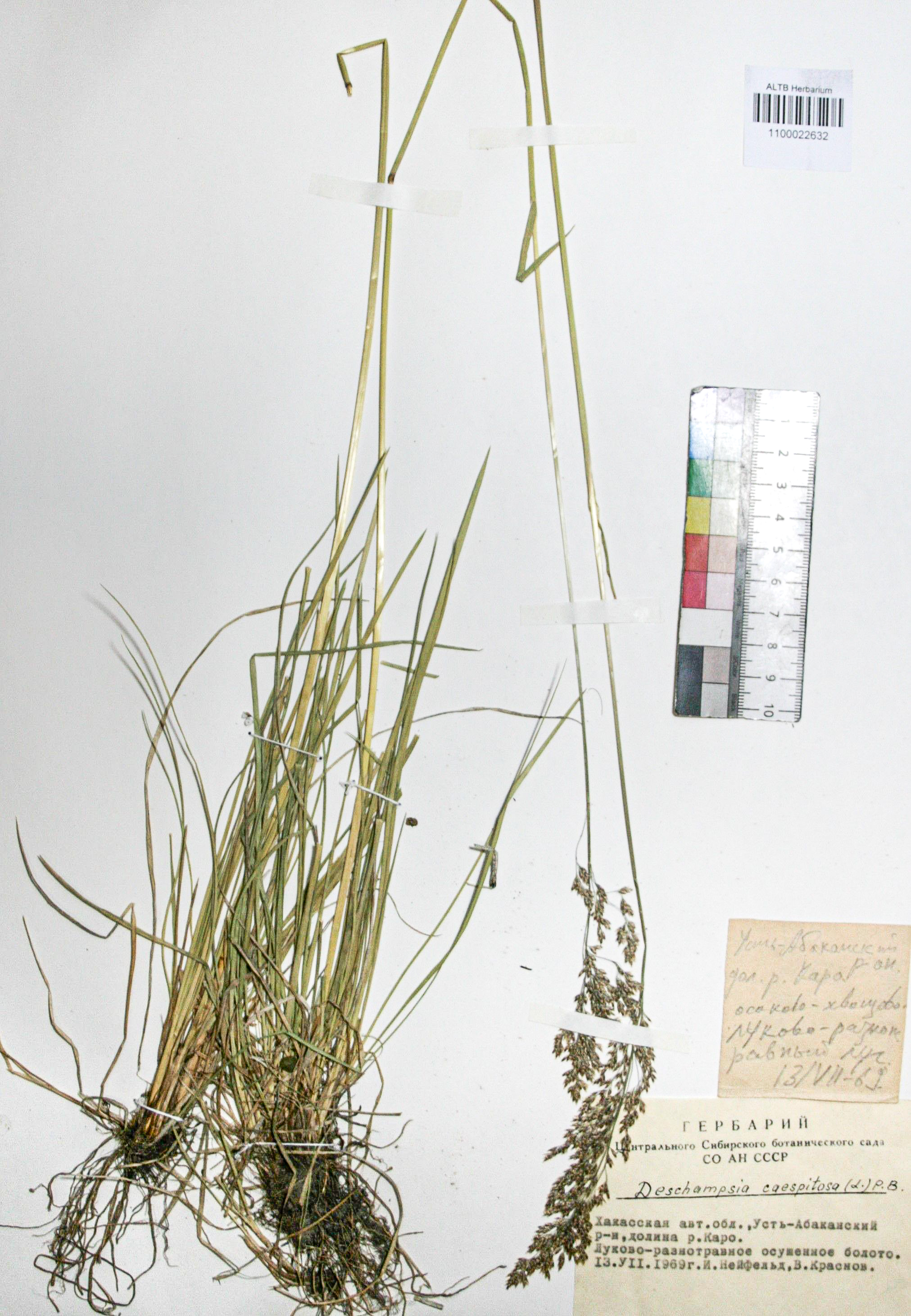 Deschampsia caespitosa (L.) Beauv.