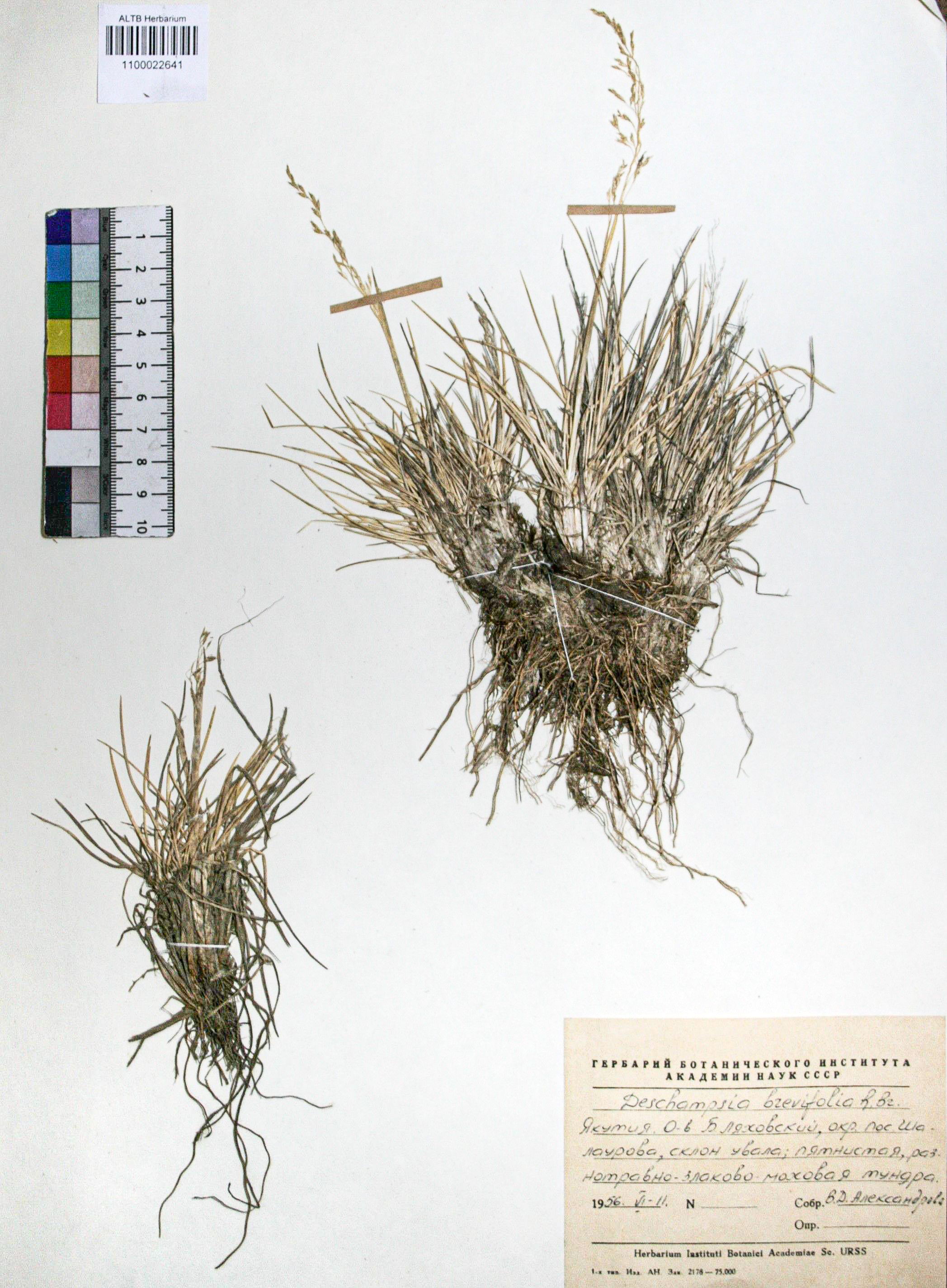 Deschampsia brevifolia R. Br.