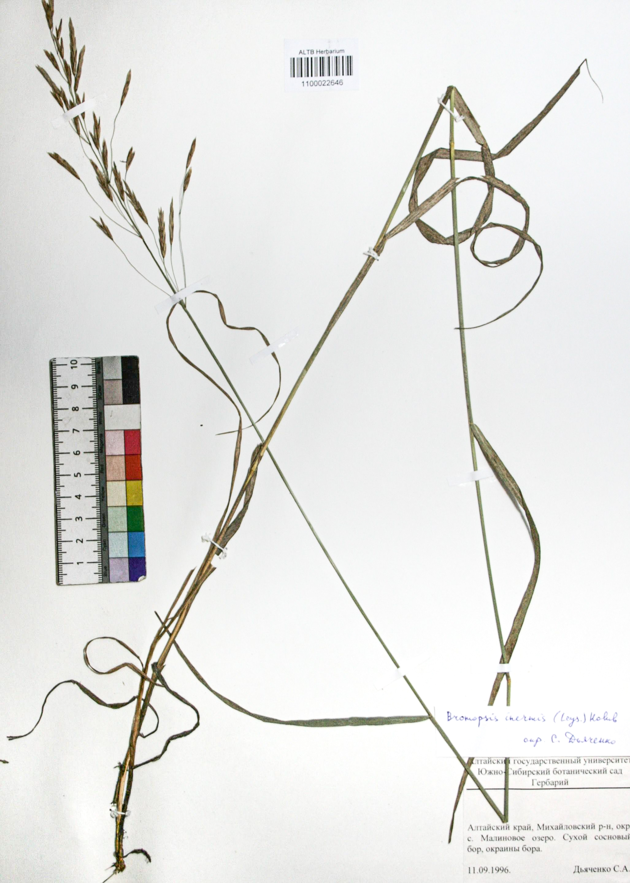 Bromopsis inermis (Leyss.) Holub. 