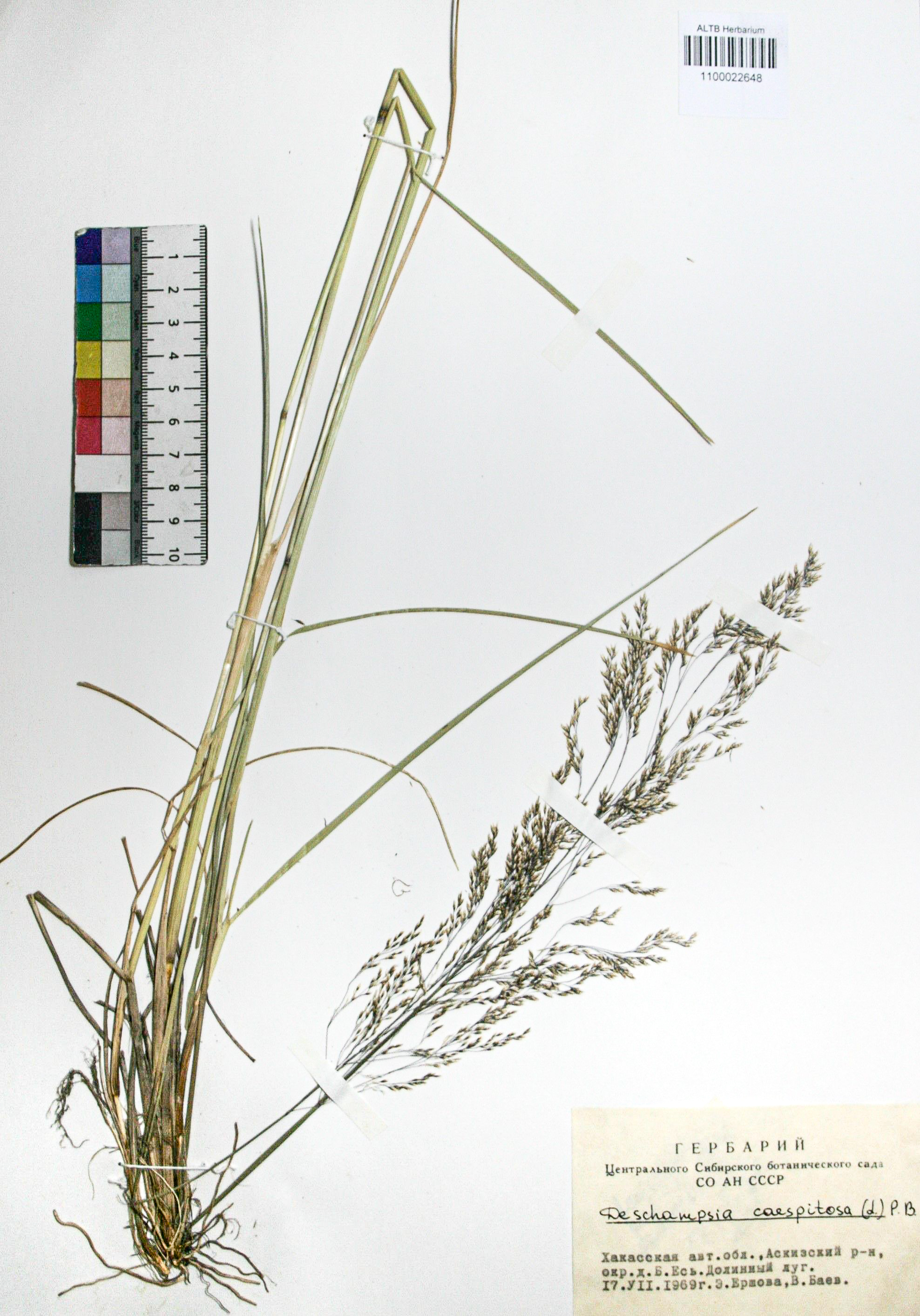 Deschampsia caespitosa (L.) Beauv.