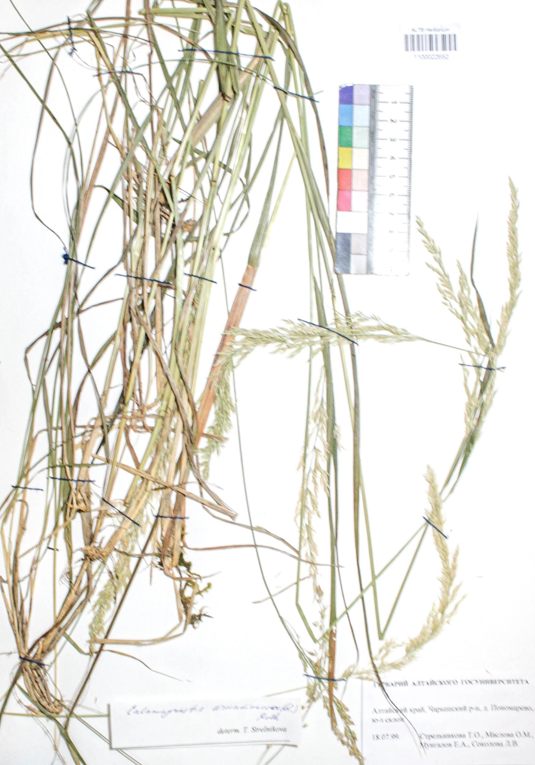 Calamagrostis arundinacea (L.) Roth