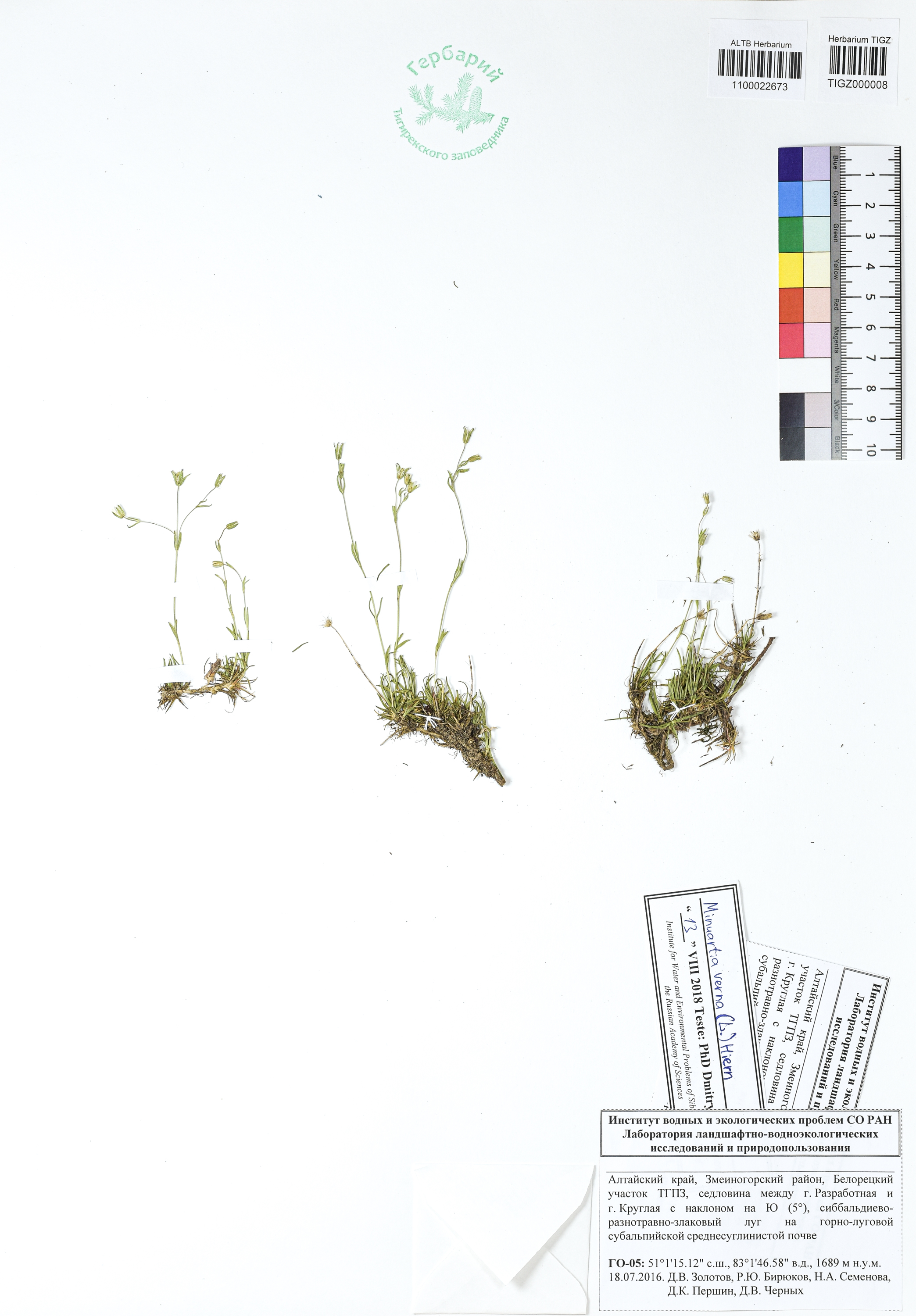 Minuartia verna (L.) Hiern