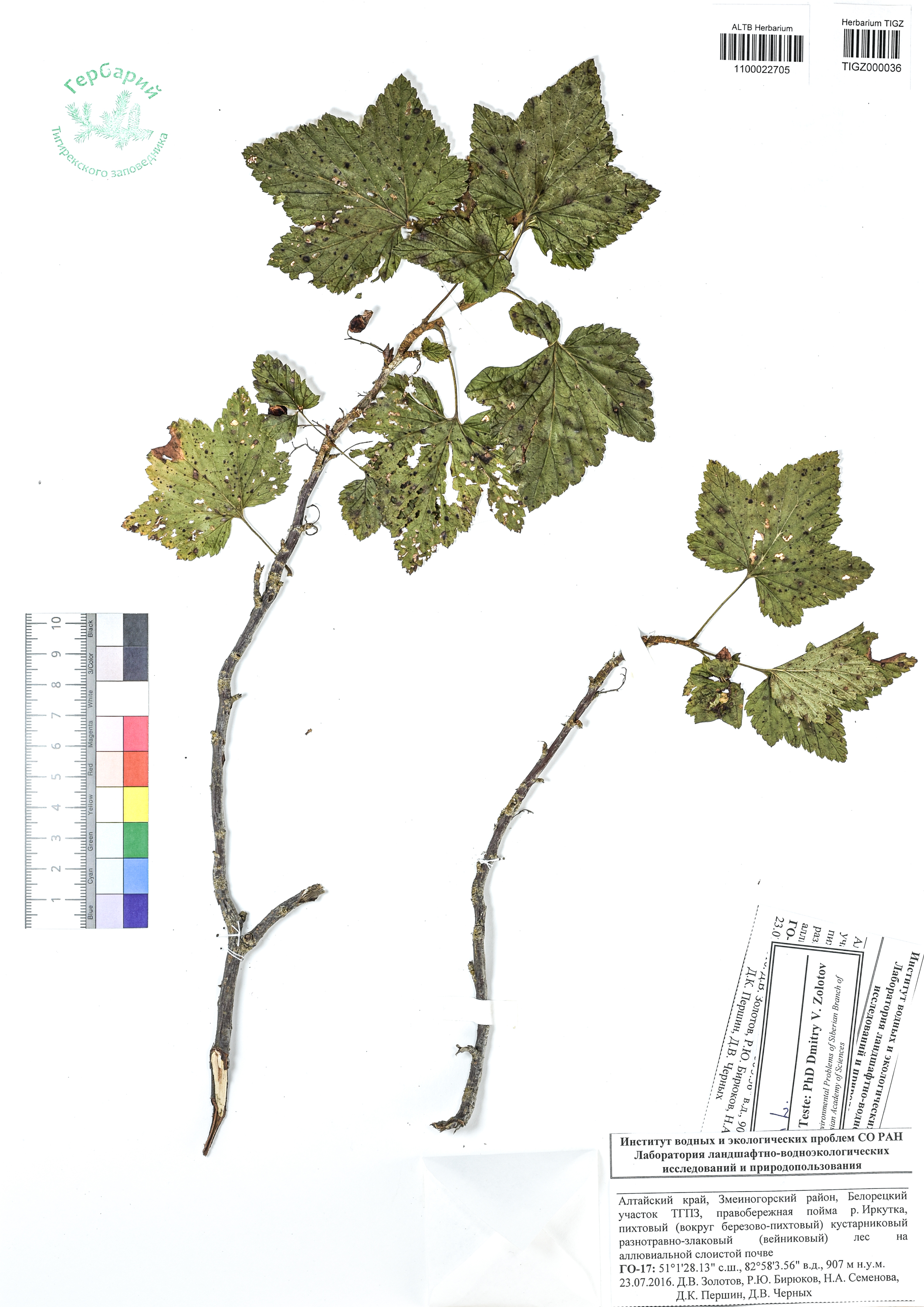 Ribes nigrum L.