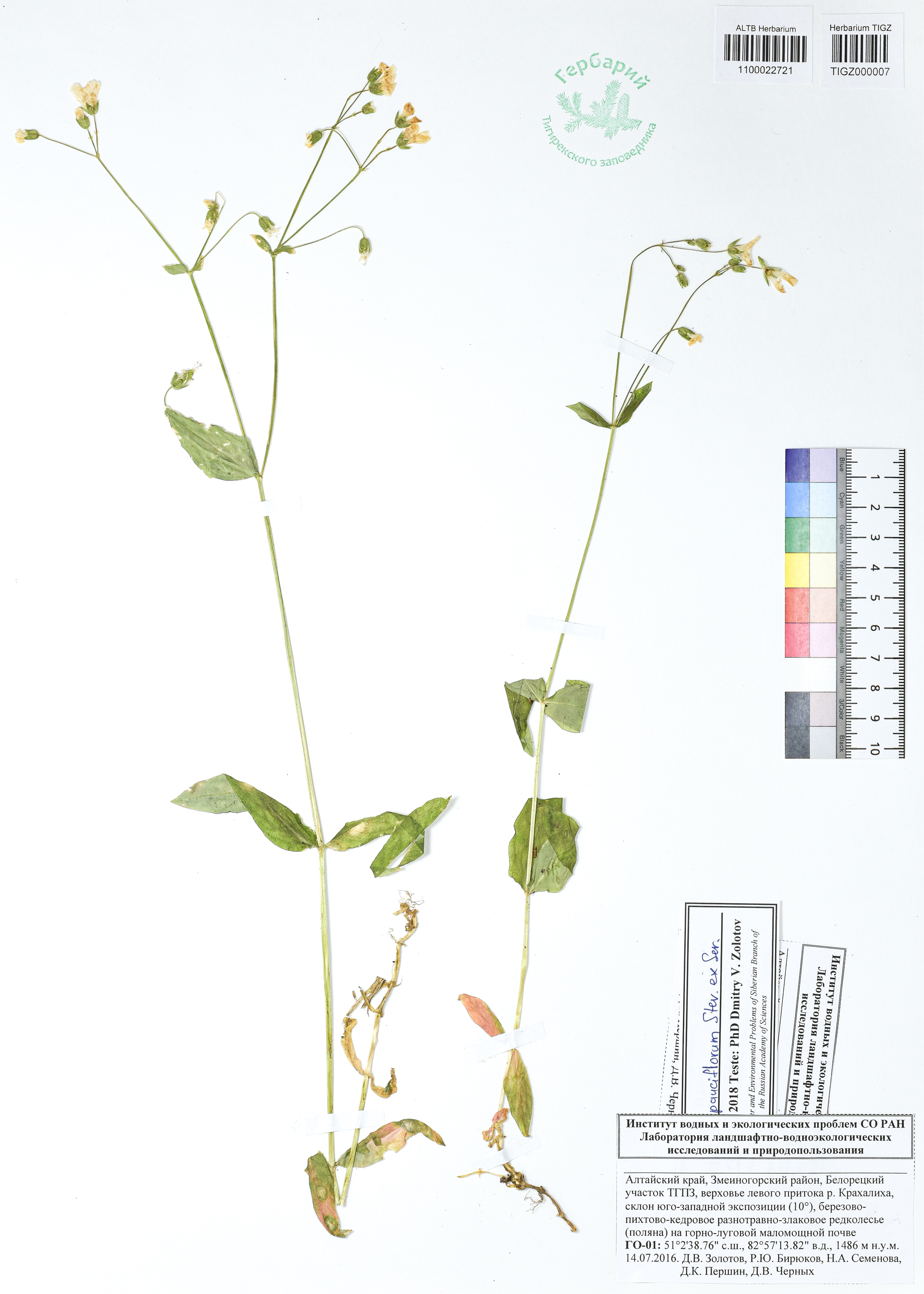 Cerastium pauciflorum Steven ex Ser.