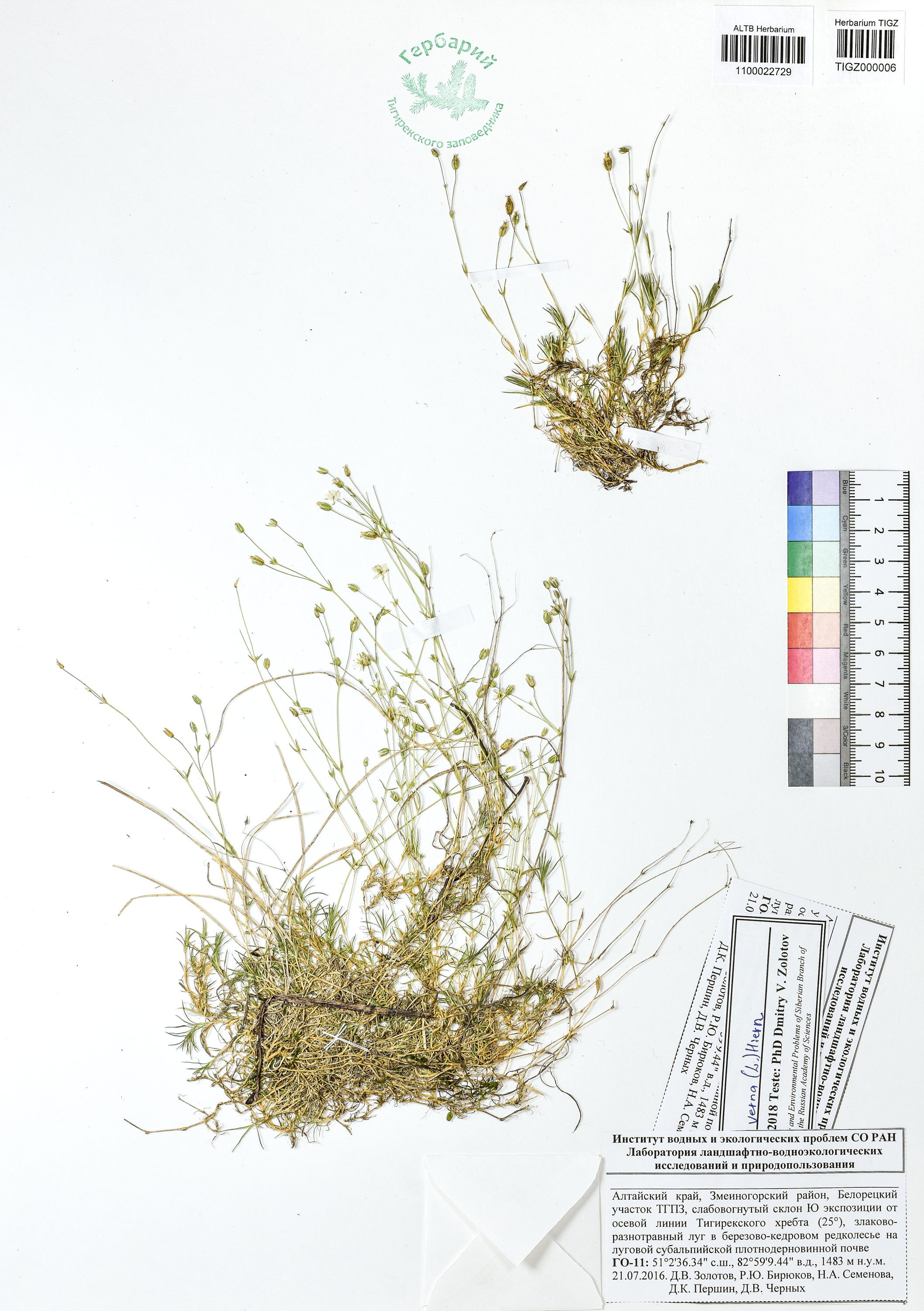 Minuartia verna (L.) Hiern