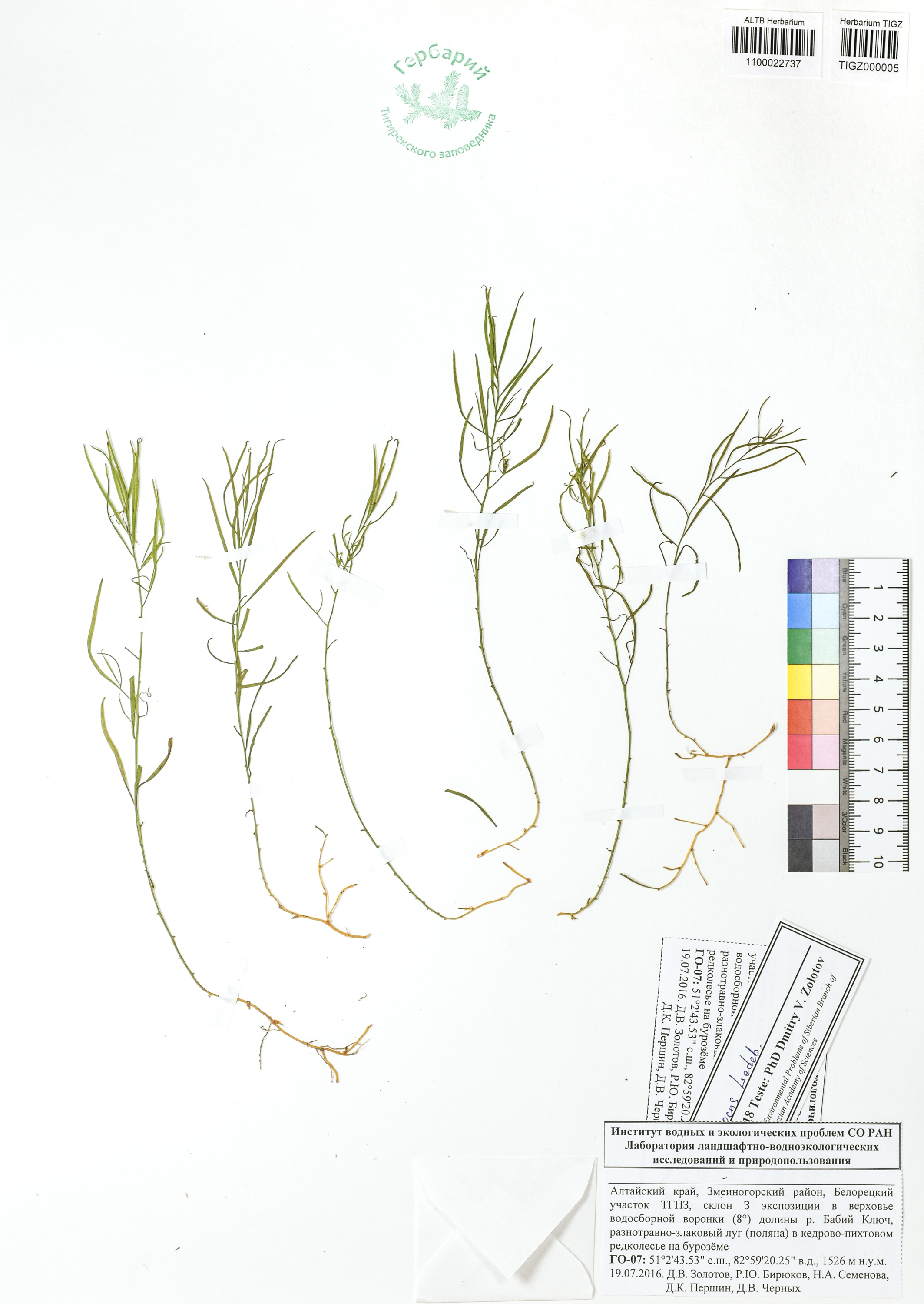 Thesium repens Ledeb.