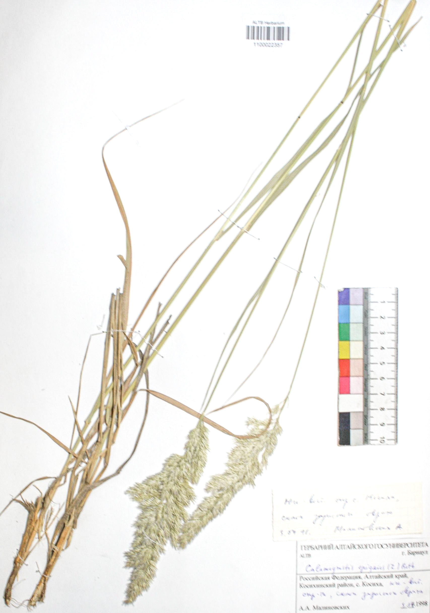 Calamagrostis epigejos (L.) Roth