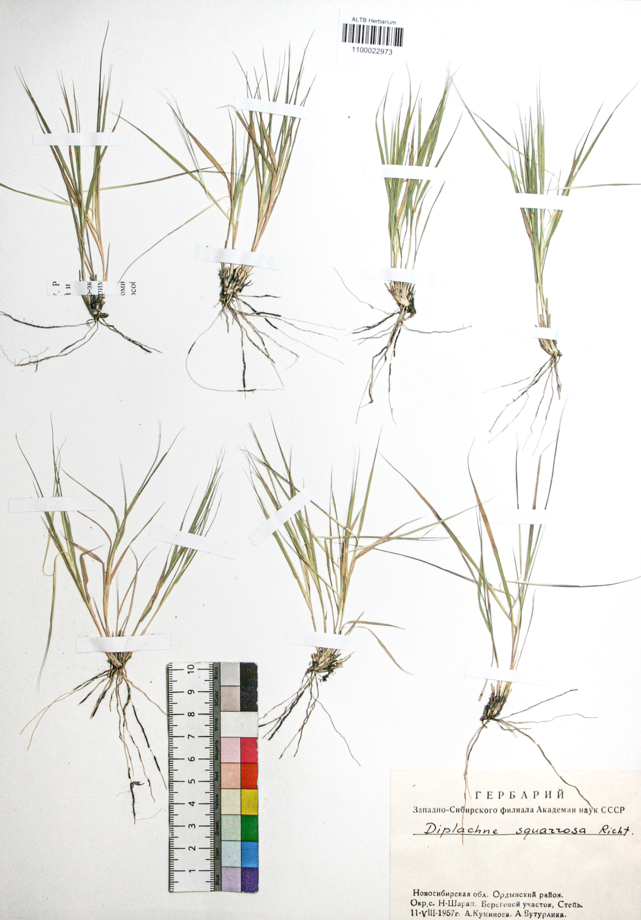 Cleistogenes squarrosa (Trin.) Keng.