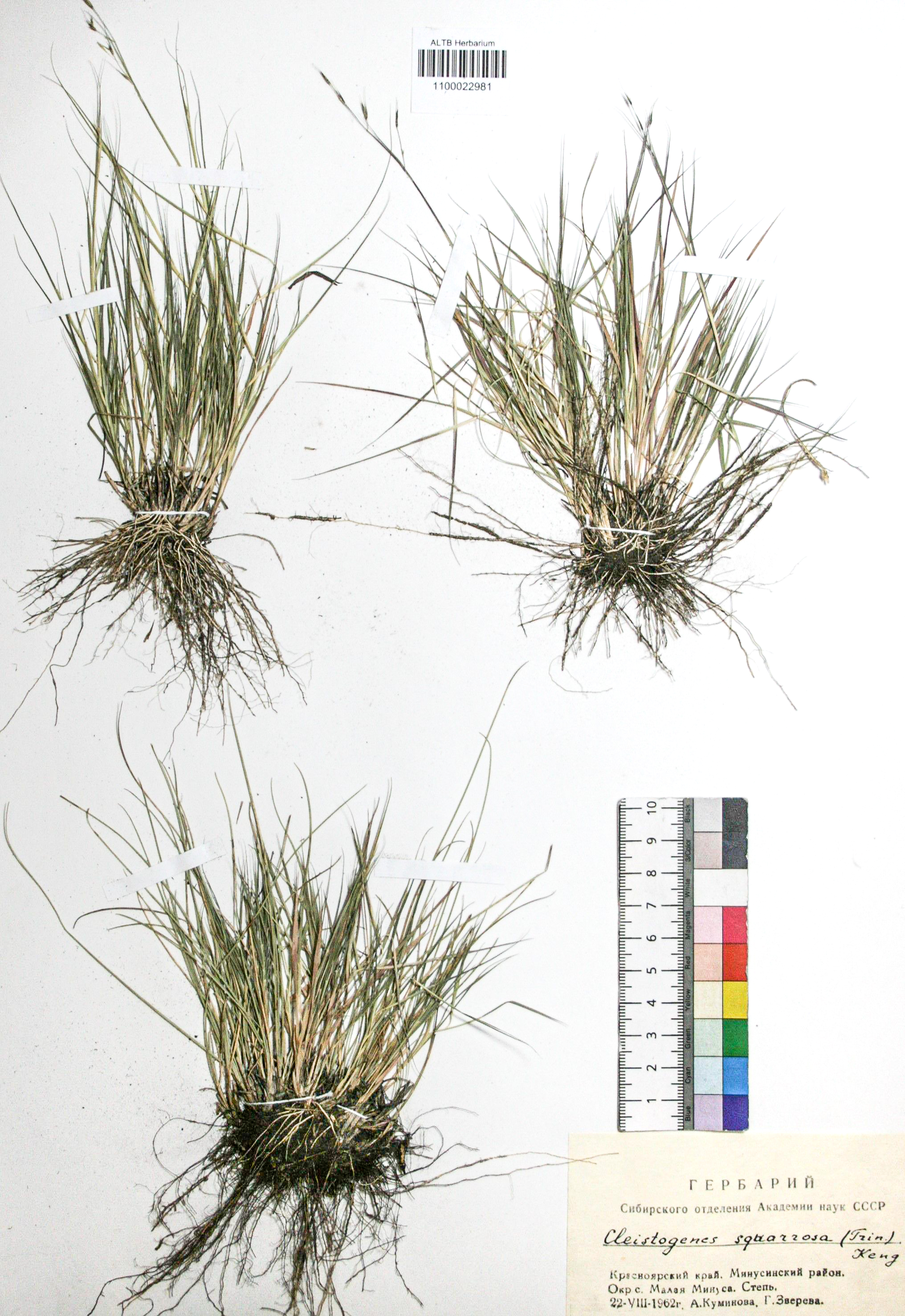 Cleistogenes squarrosa (Trin.) Keng.