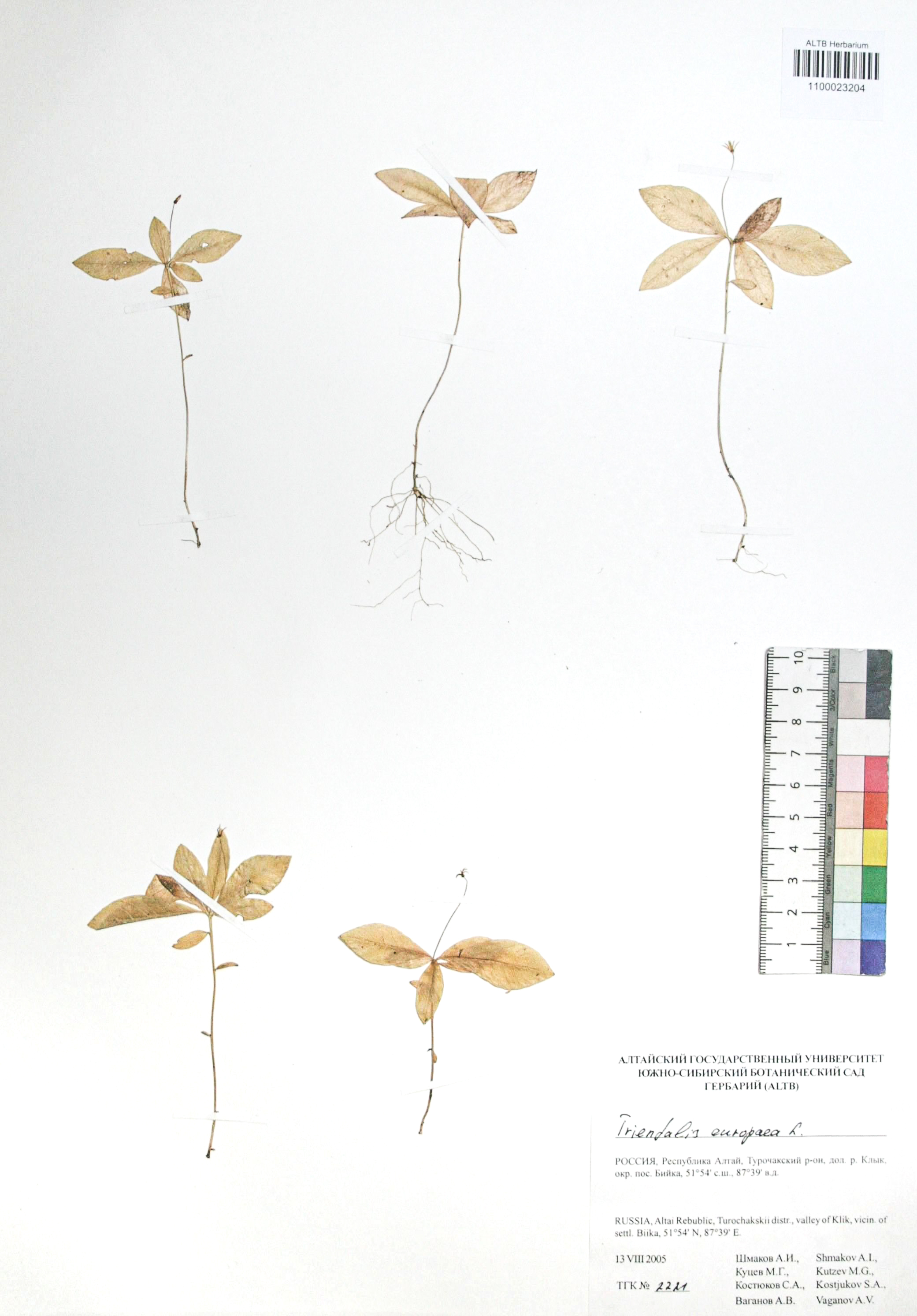 Trientalis europaea L.