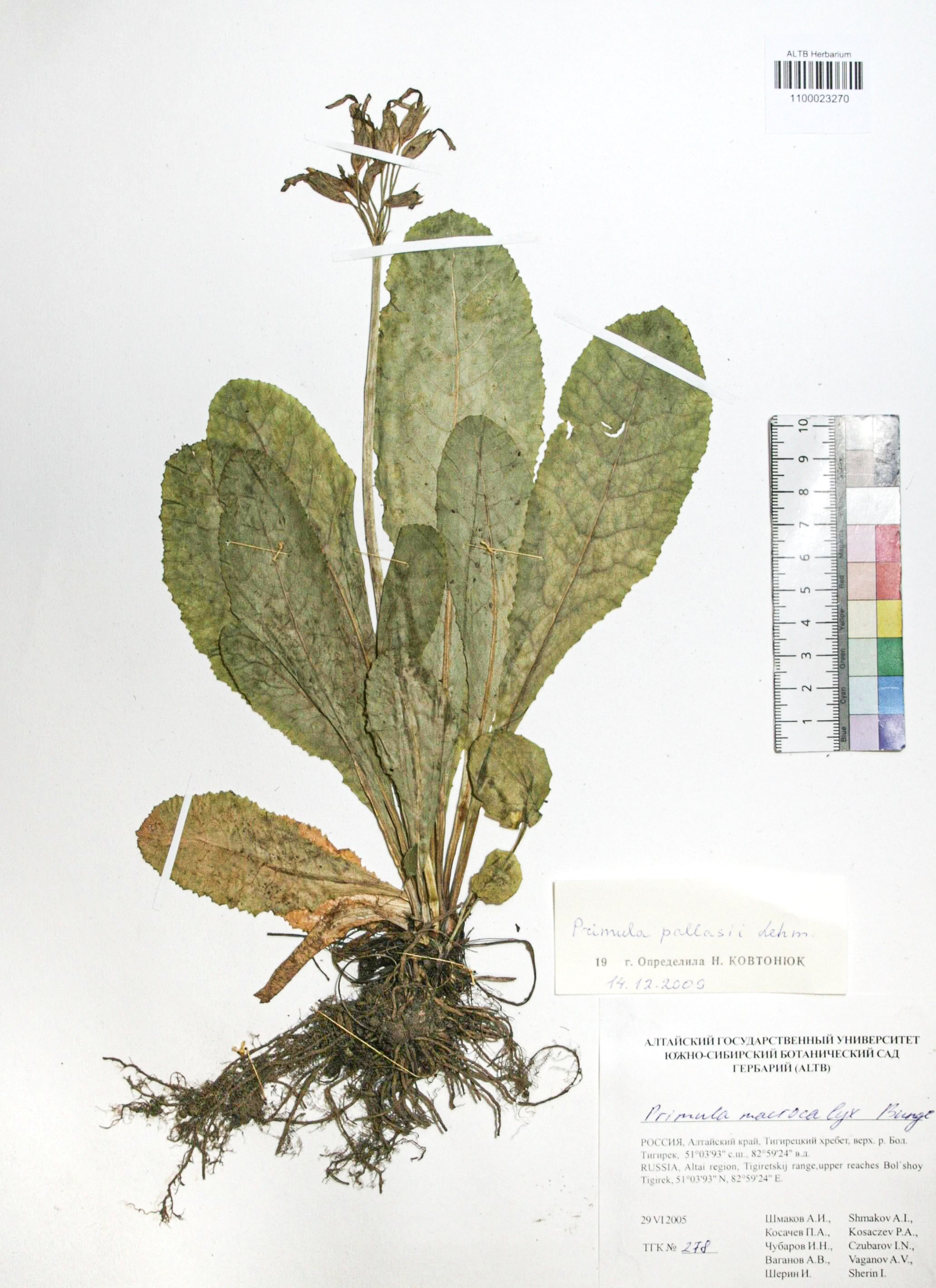Primula pallasii Lehm