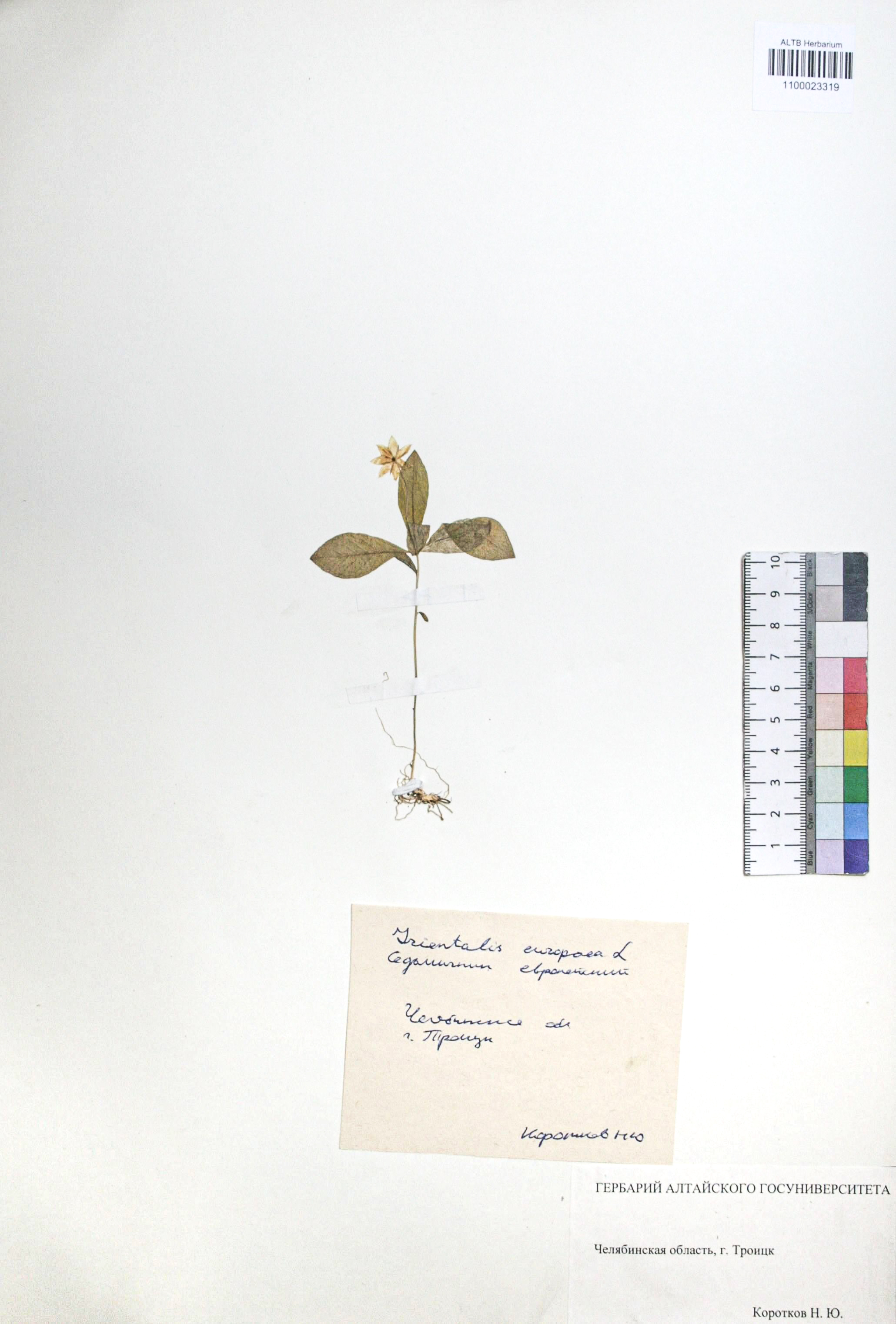 Trientalis europaea L.