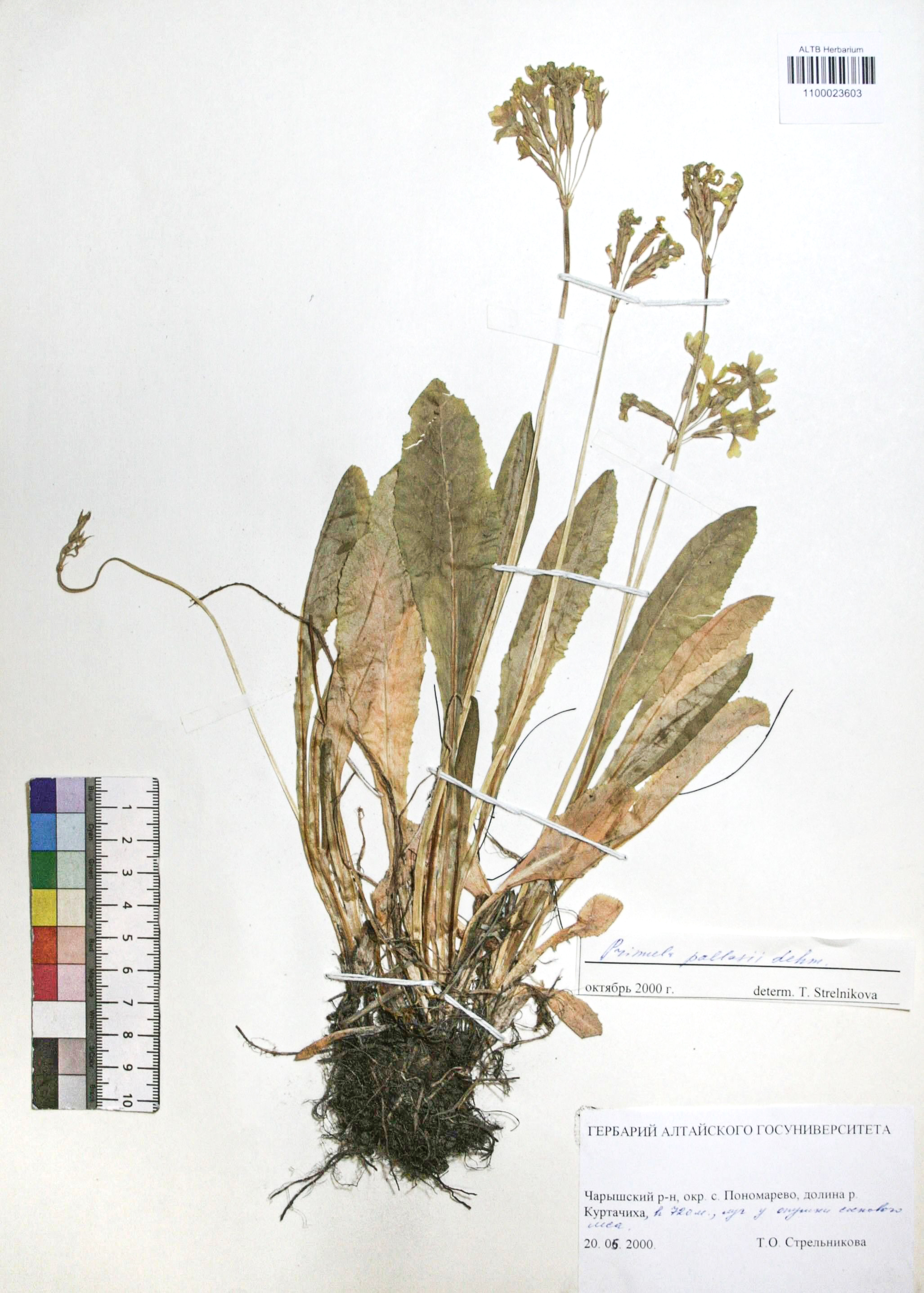 Primula pallasii Lehm