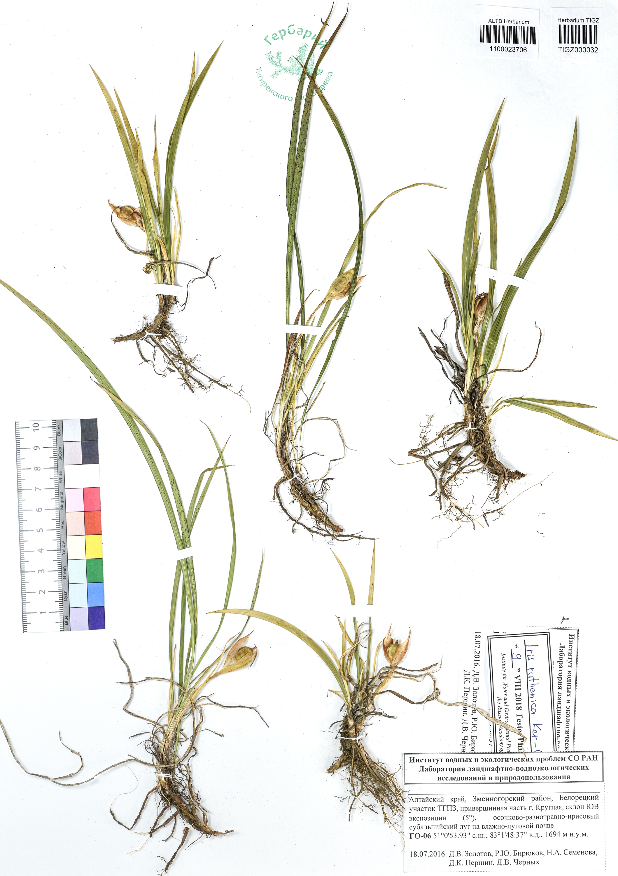 Iris ruthenica Ker-Gawl