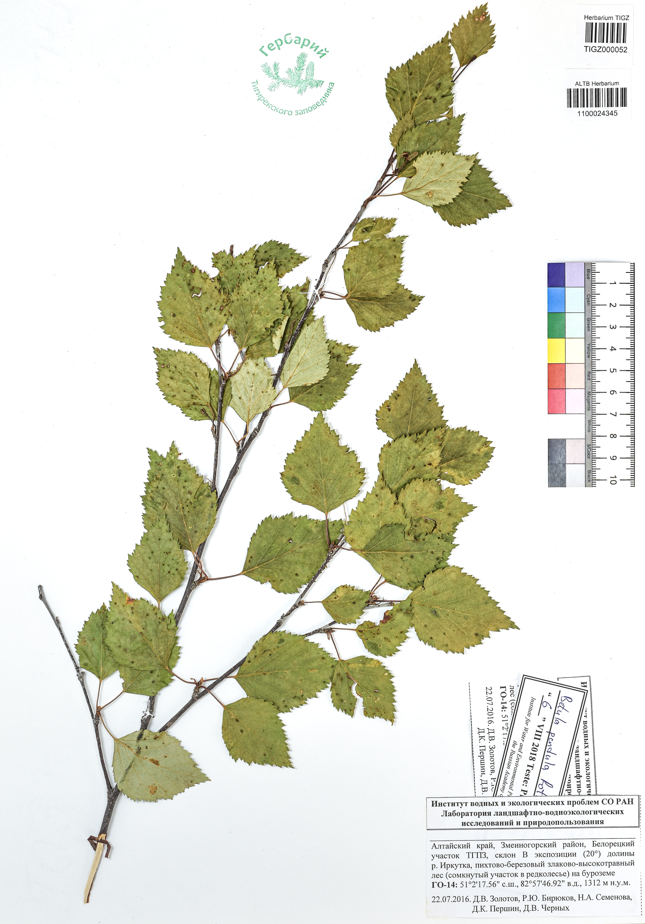 Betula pendula Roth
