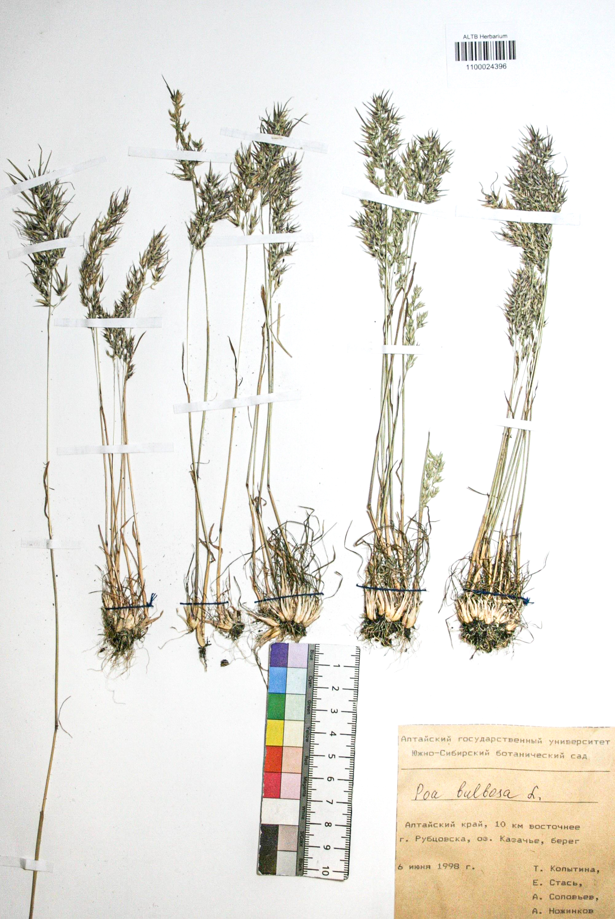 Poa bulbosa L.