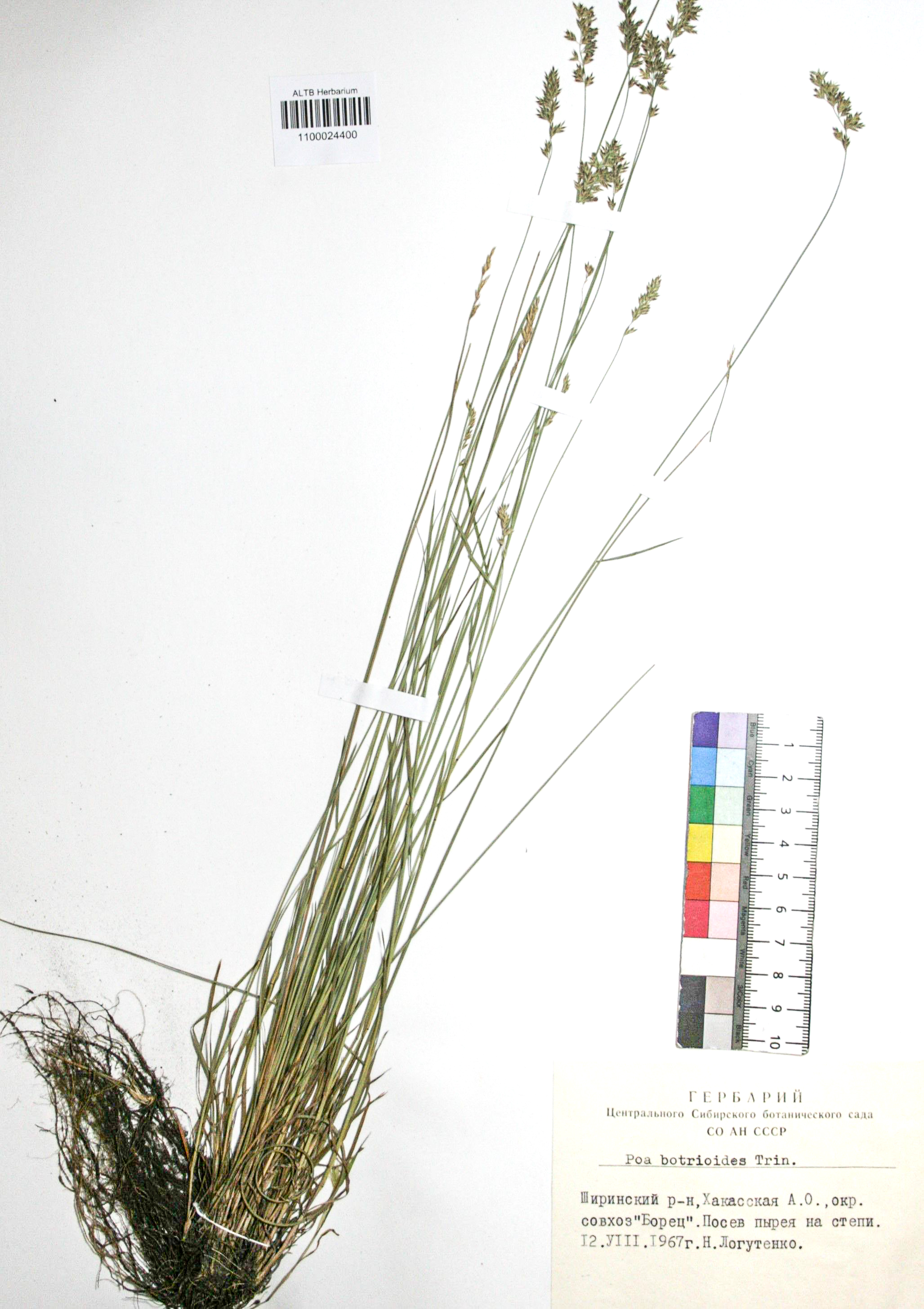 Poa botryoides (Trin. ex Griseb.) Kom.