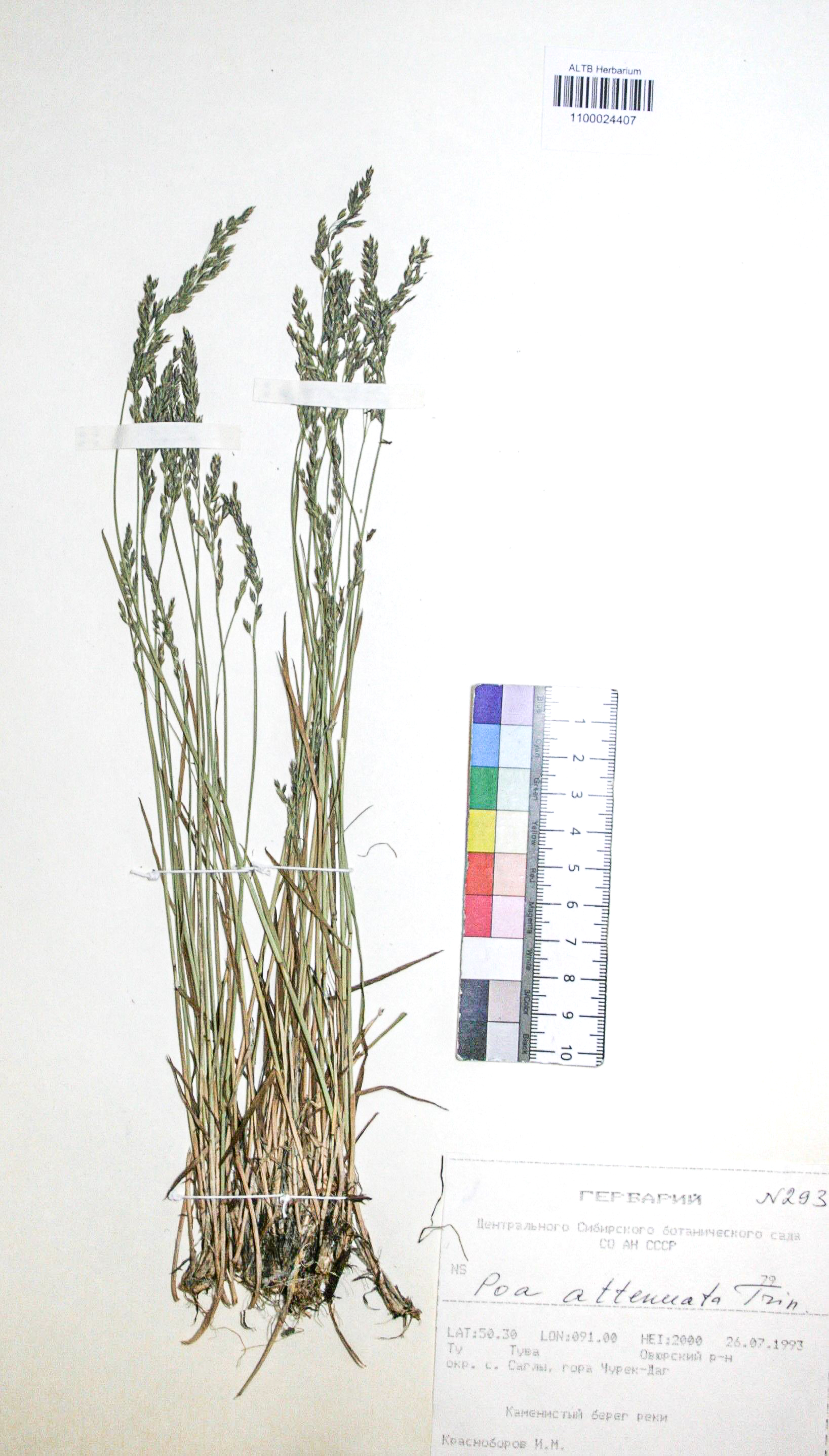 Poa attenuata Trin. 