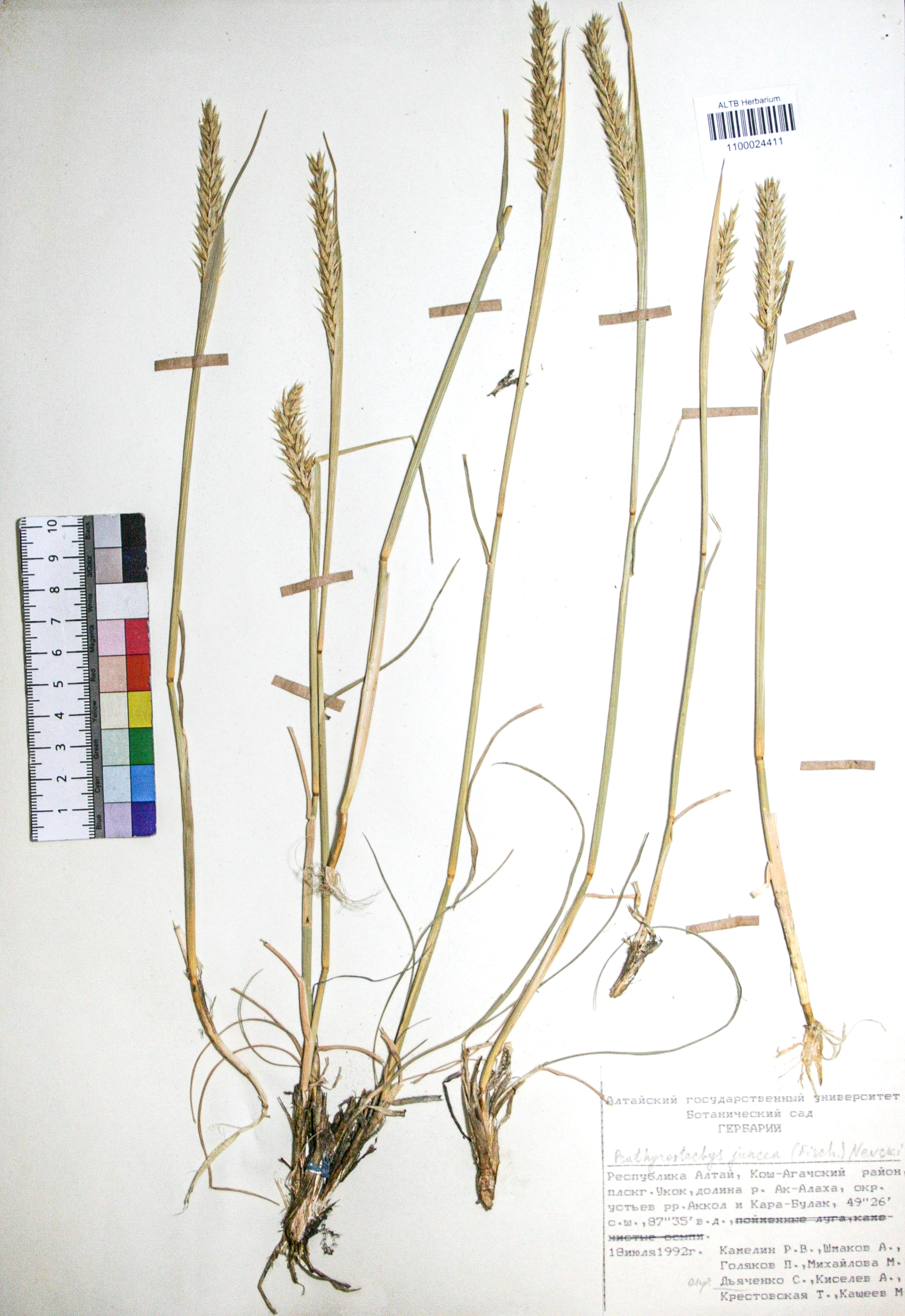 Psathyrostachys juncea (Fisch.) Nevski