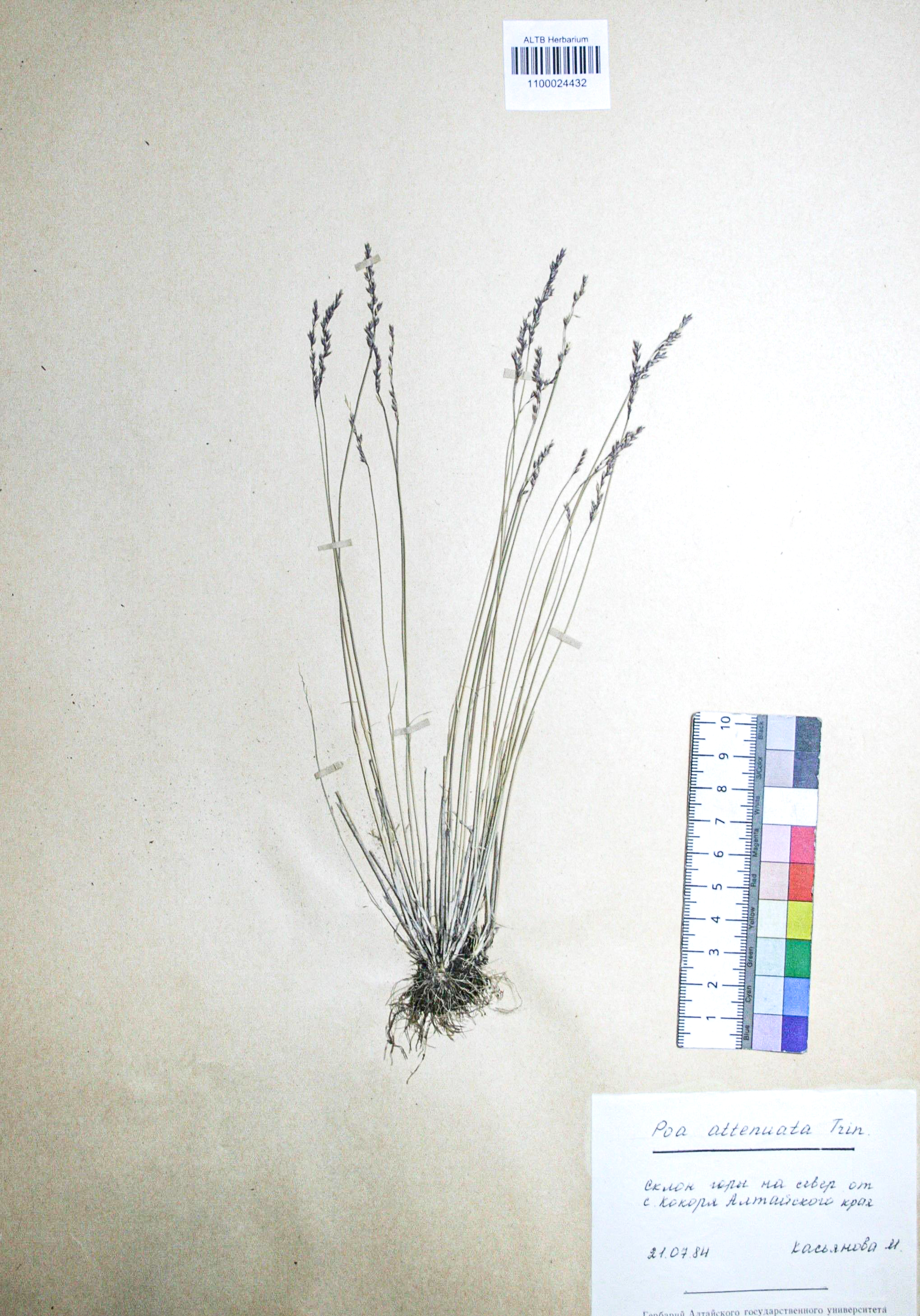 Poa attenuata Trin. 