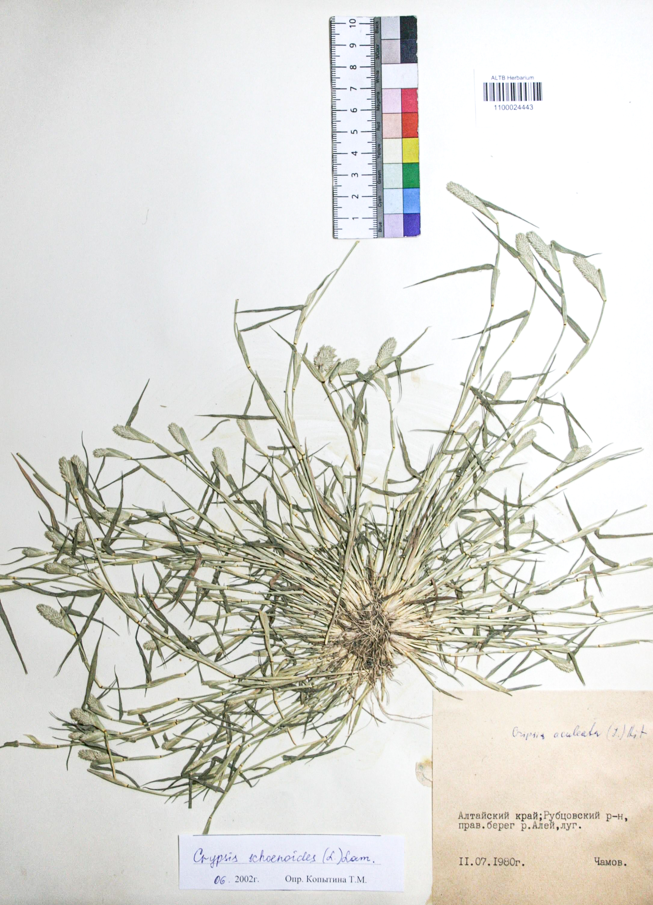 Crypsis schoenoides (L.) Lam.